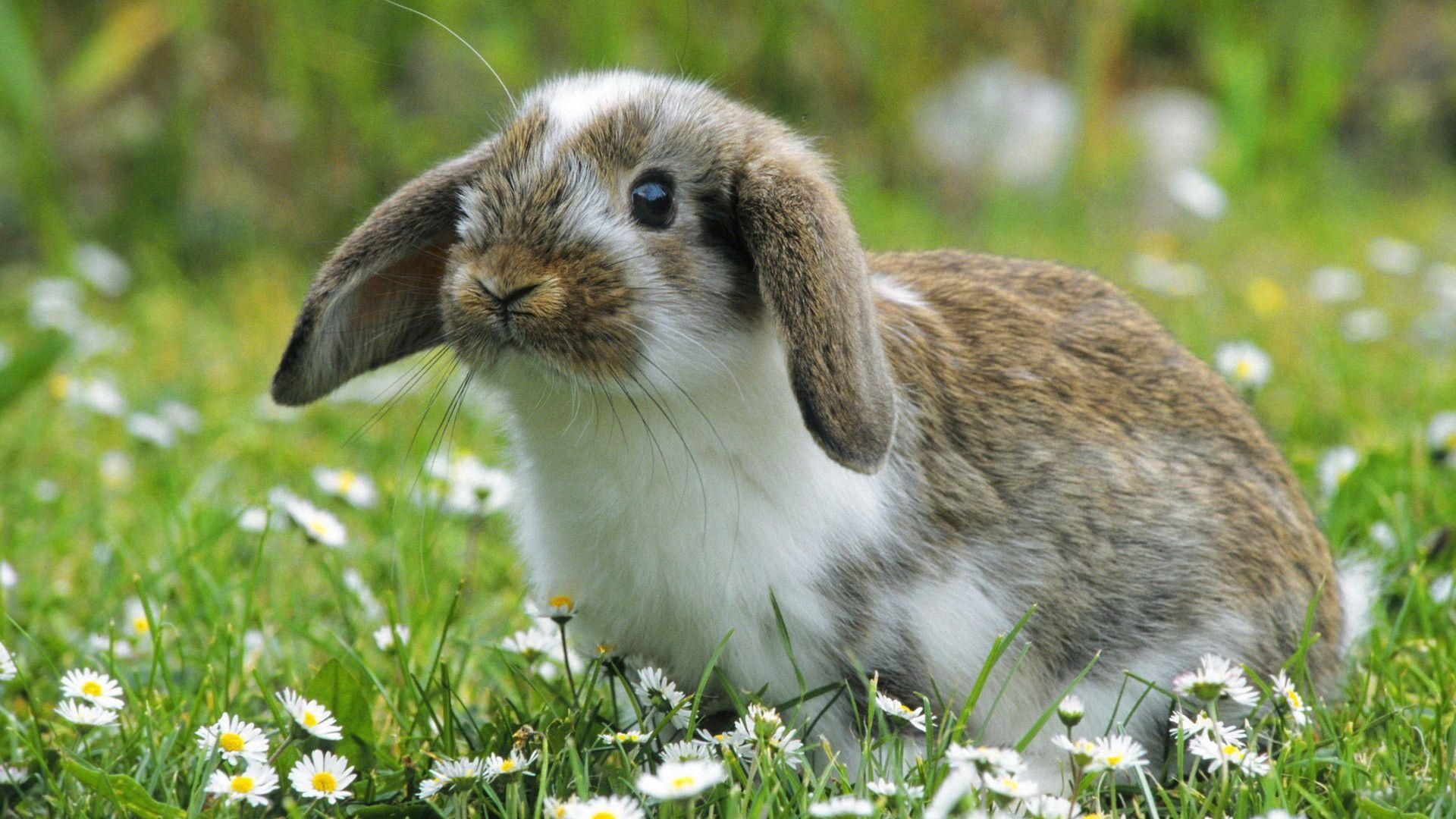 1920x1080 Spring Bunny Wallpaper