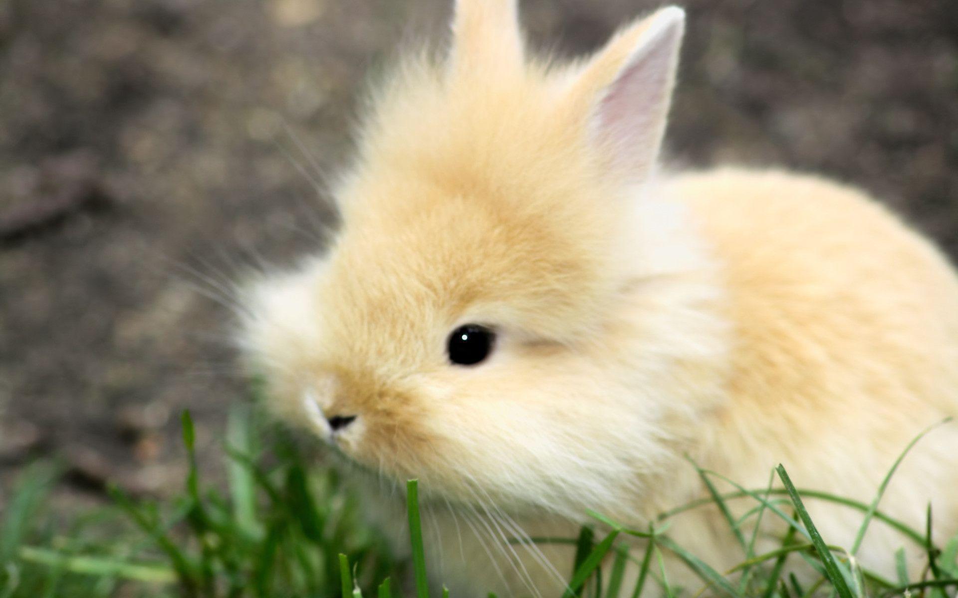 1920x1200 Free Bunny Wallpaper