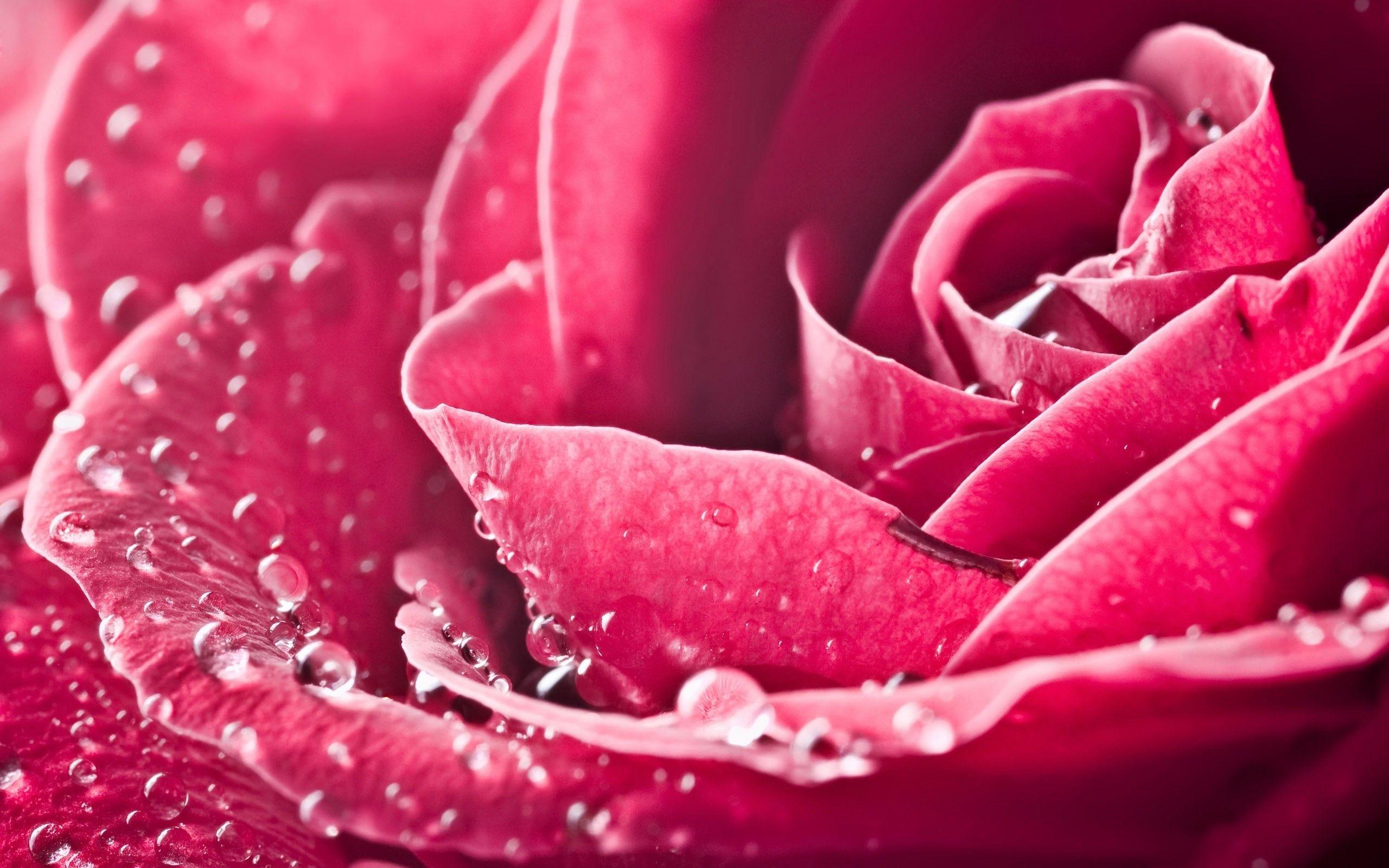 Hình nền hoa hồng hồng HD 2560x1600