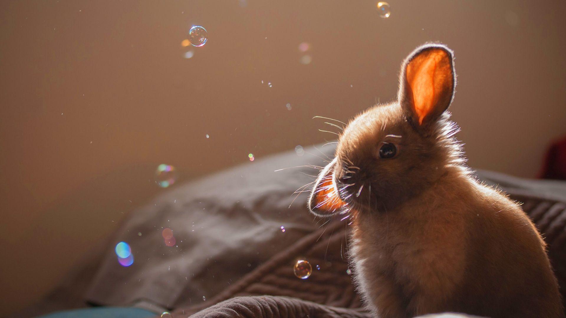 1920x1080 Bunny Wallpaper