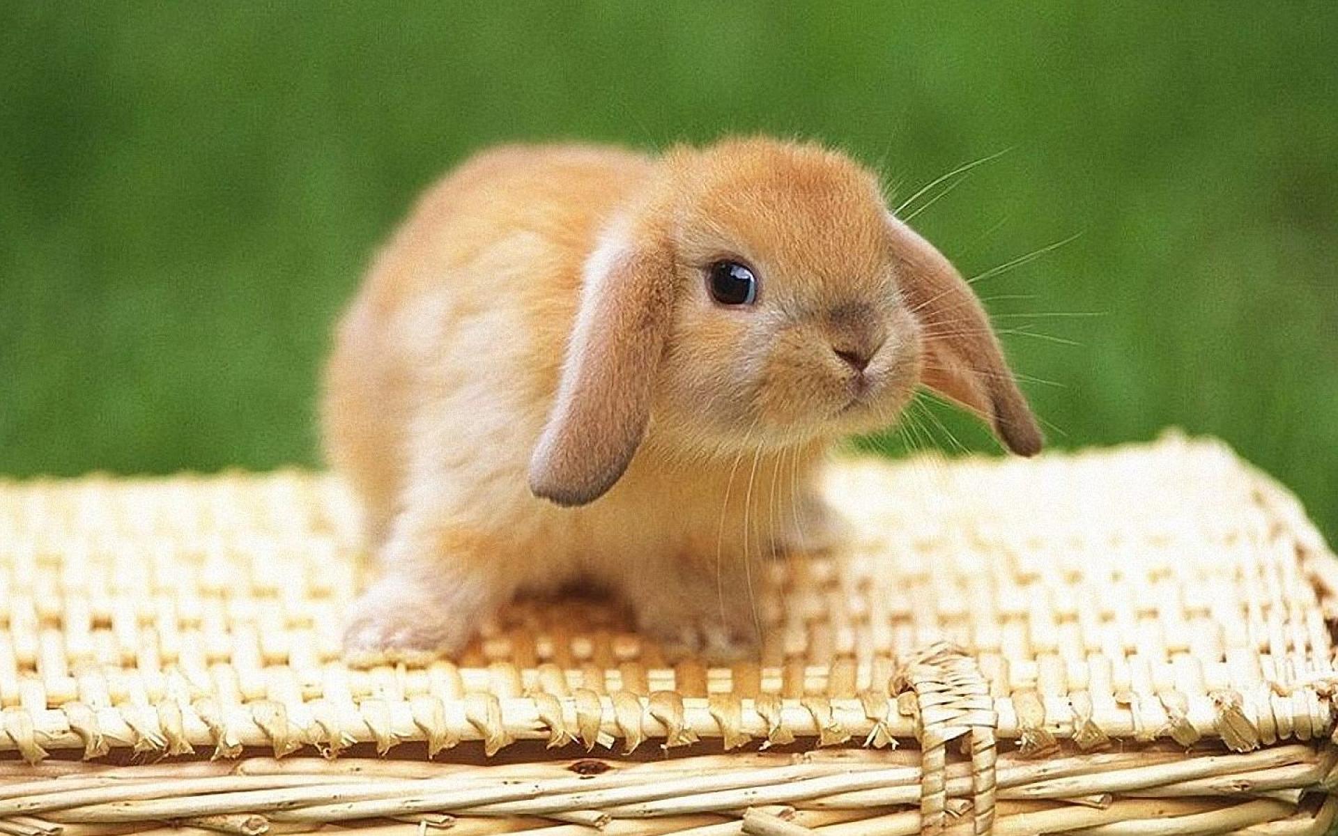 1920x1200 Bunny Macro Wallpaper HD Hedge Rabbit RescueBrambley