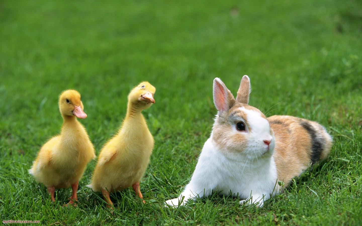 1440x900 7J372A8 HD Bunny Wallpaper 1440x900