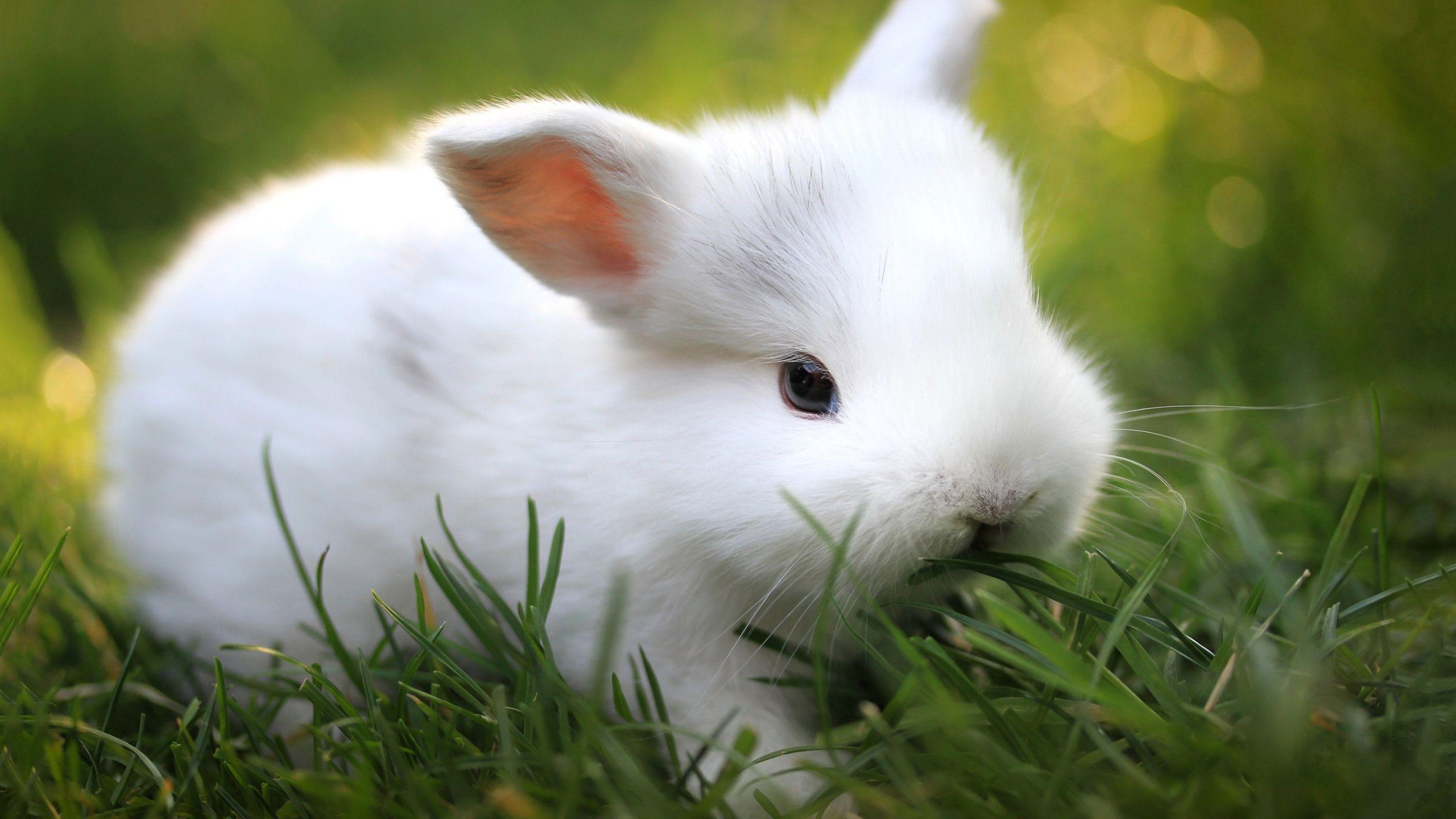 HD Bunnies Wallpapers - Top Free HD Bunnies Backgrounds - WallpaperAccess