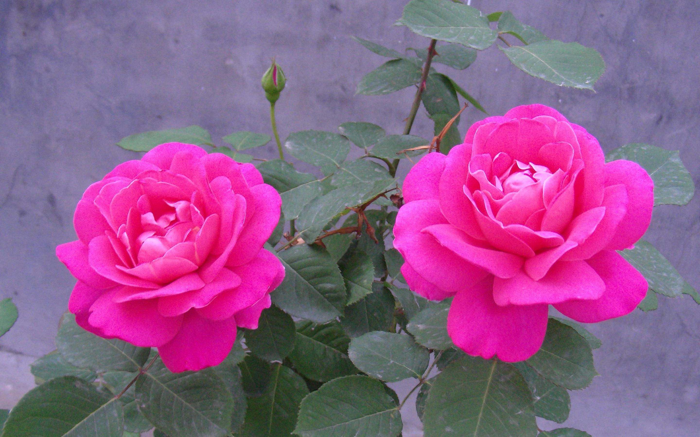 2880x1800 Rose Flowers Hình nền HD