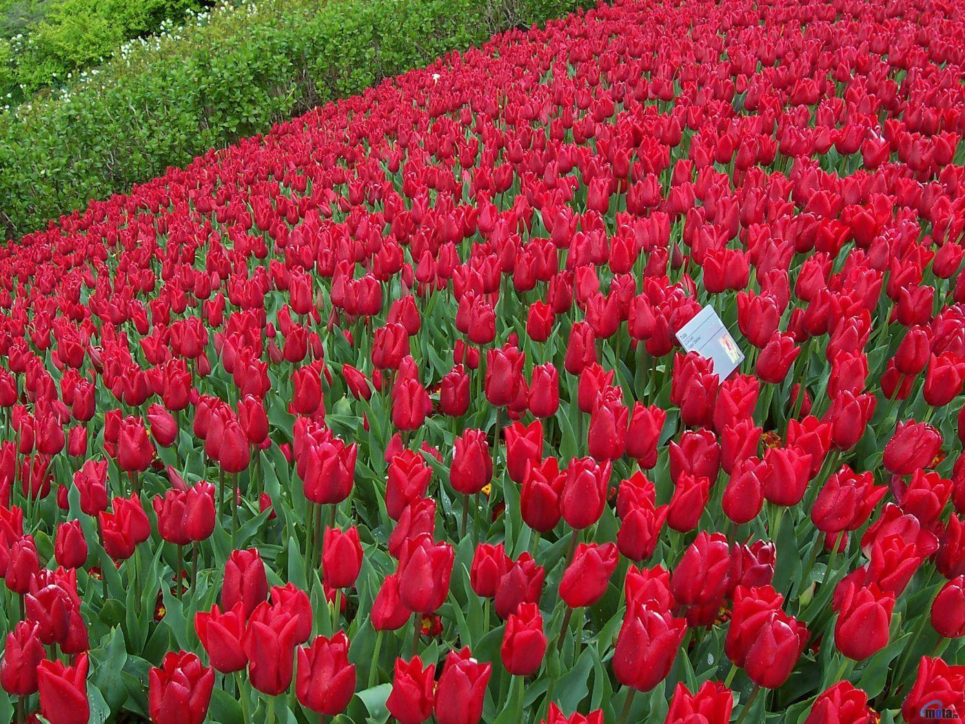 1400x1050 Rose Garden Wallpaper