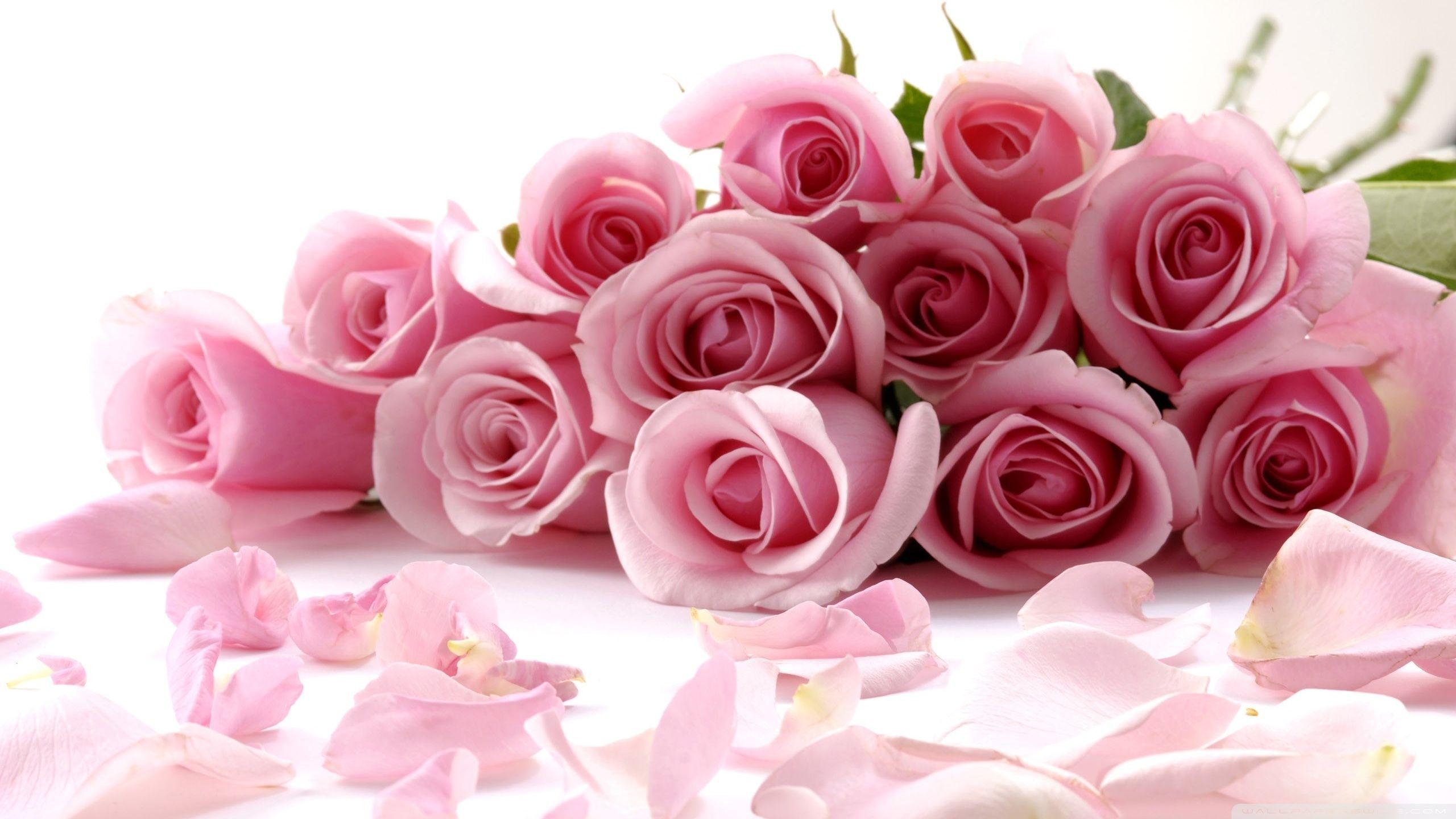 2560x1440 Pink Roses Bouquet Hình nền nền máy tính Ultra HD cho 4K