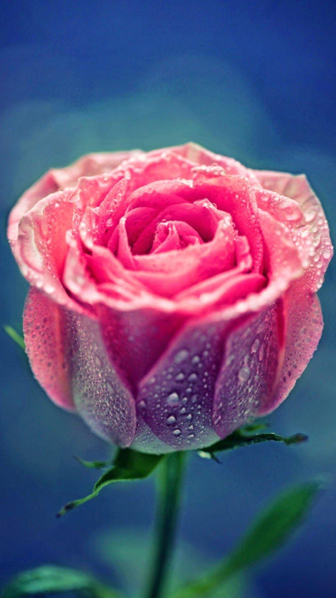 Hình nền hoa hồng hồng 1080x1920