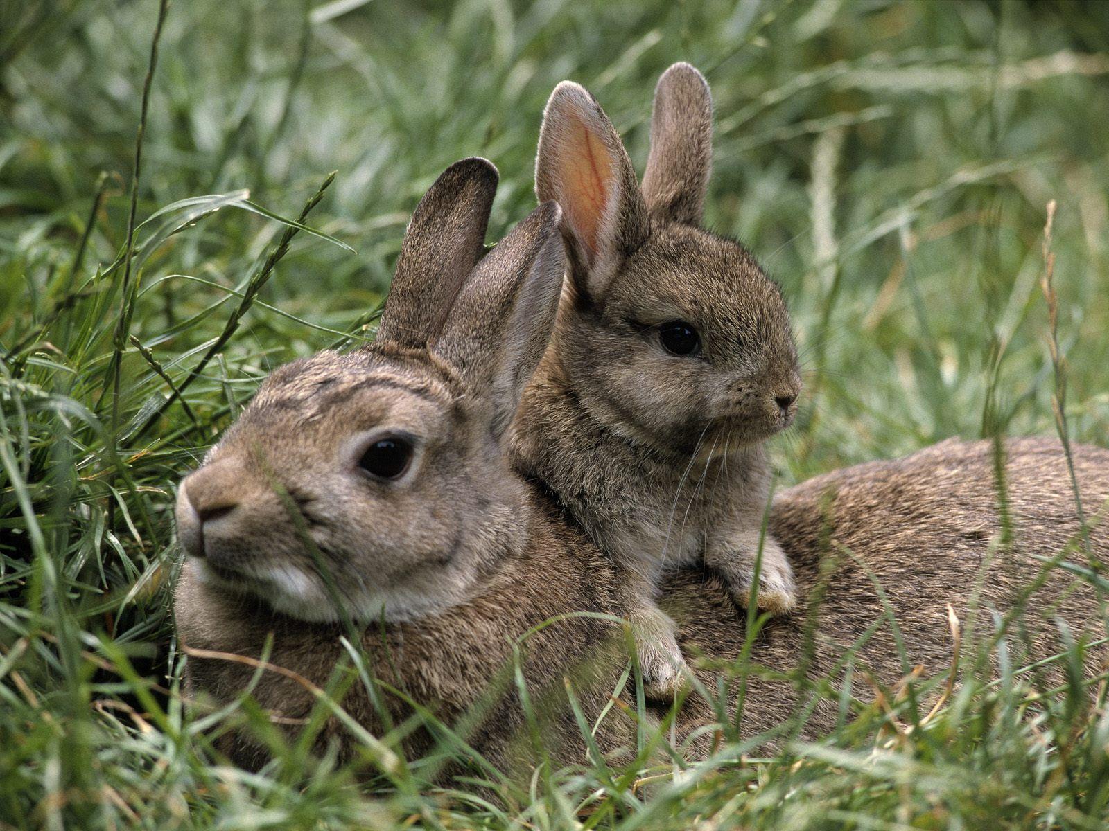 1600x1200 Adorable HD Bunnies