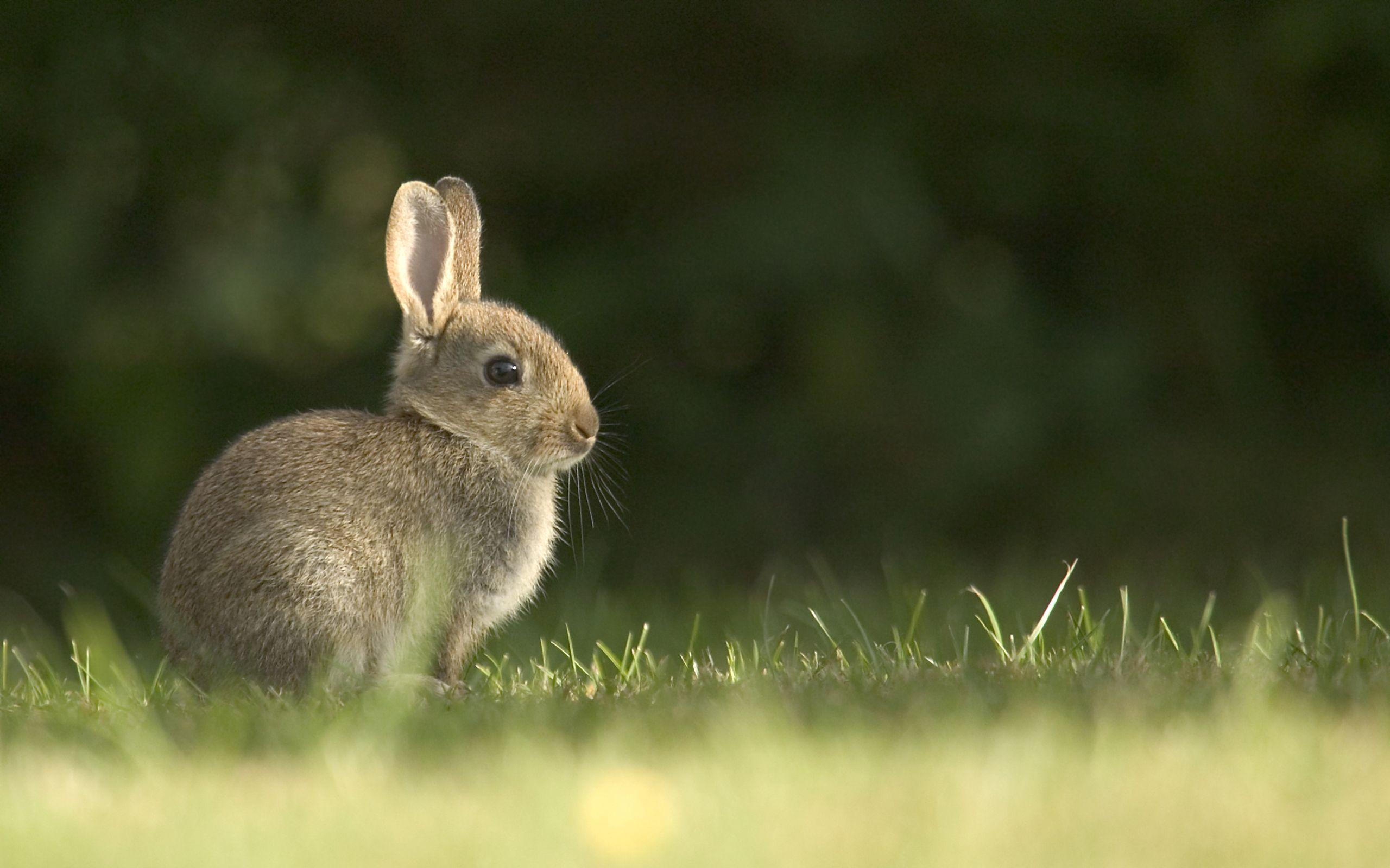 2560x1600 Bunny Rabbit Wallpaper. Bunny Wallpaper