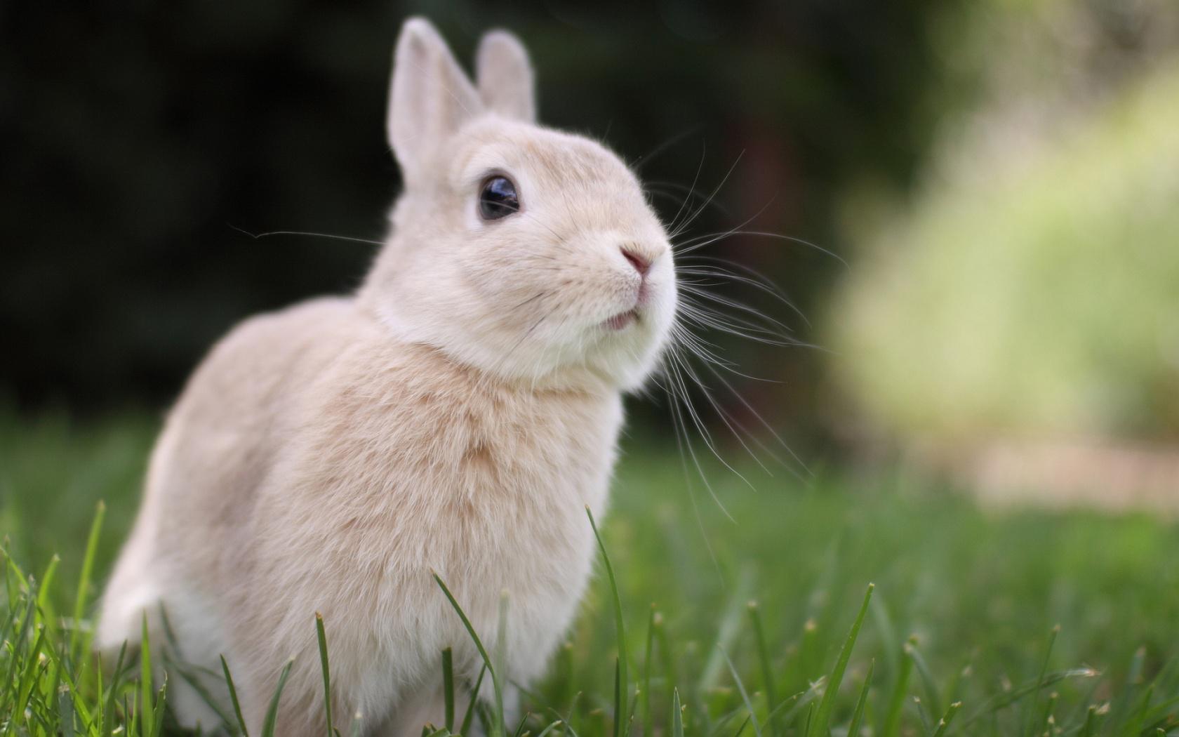 1680x1050 Rabbit Wallpaper For Desktop
