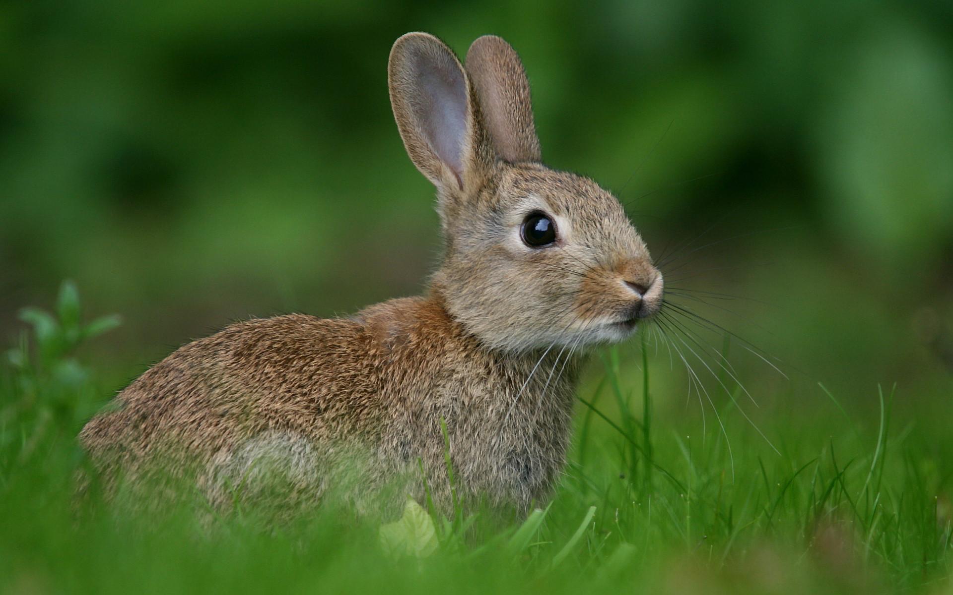 1920x1200 Rabbit HD Wallpaper. Cute Rabbit Desktop Image. Cool