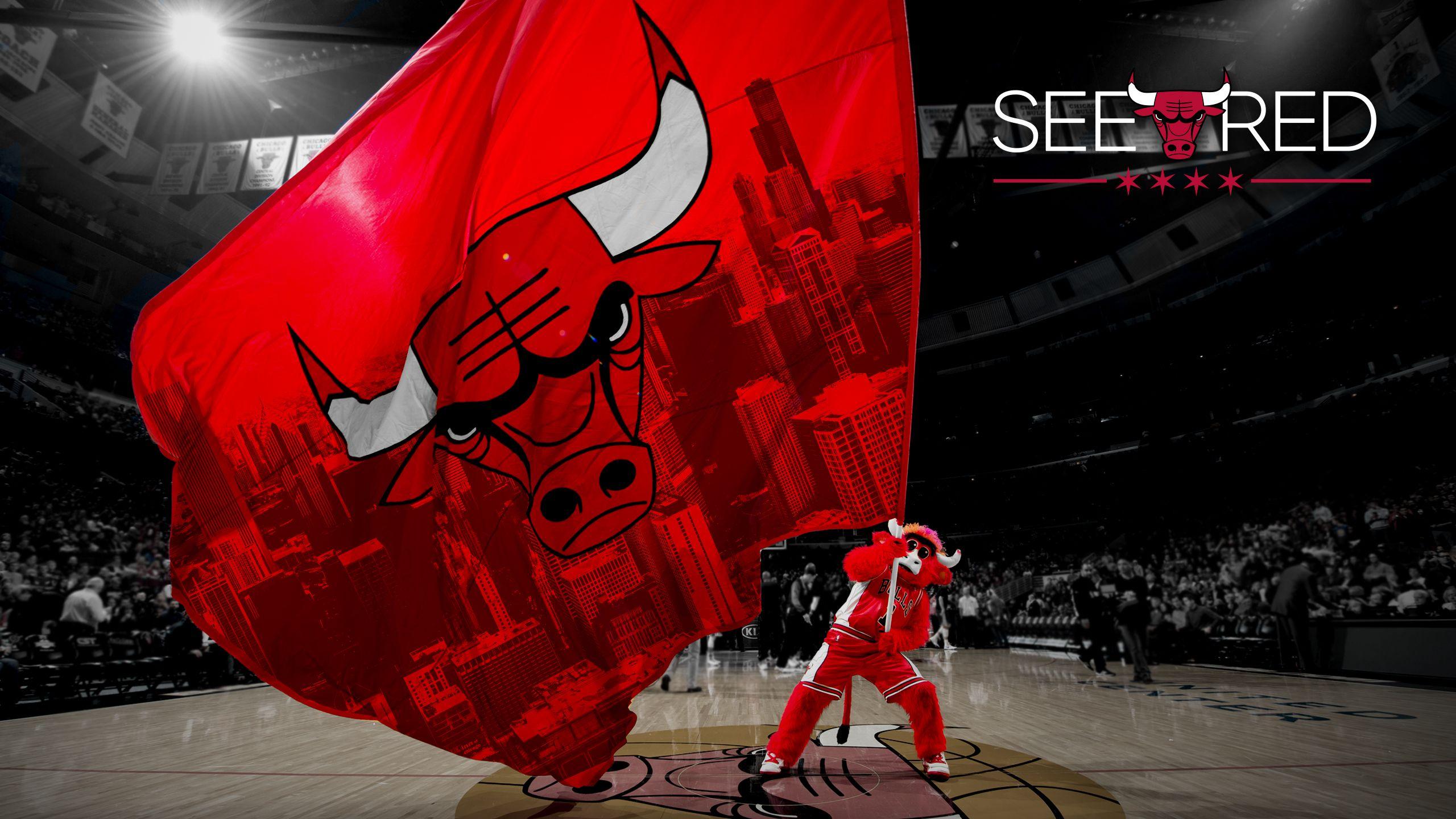 2560x1440 Chicago Bulls Wallpaper 4k HD Wallpaper Download Resolution 4K Wallpaper