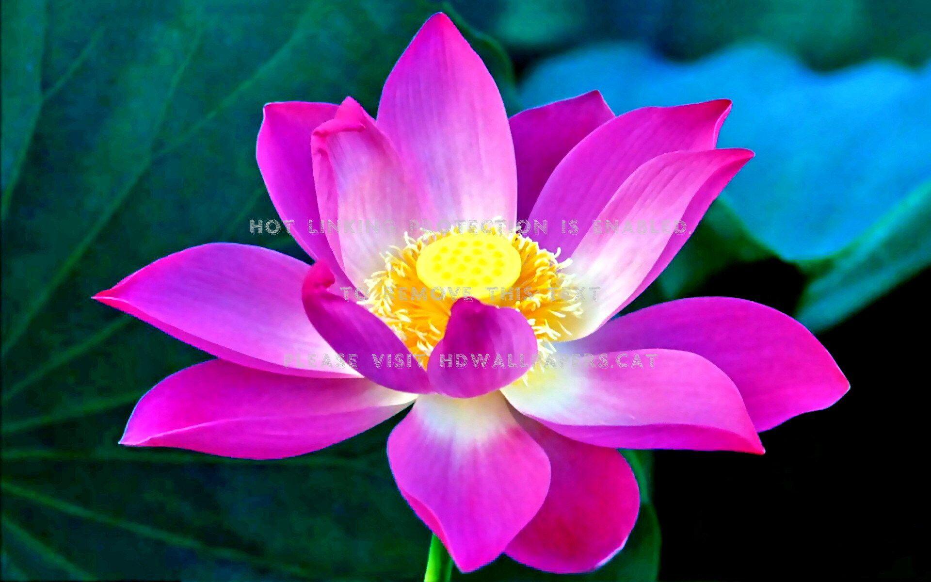 1920x1200 beautiful buddha lotus water ponds flower
