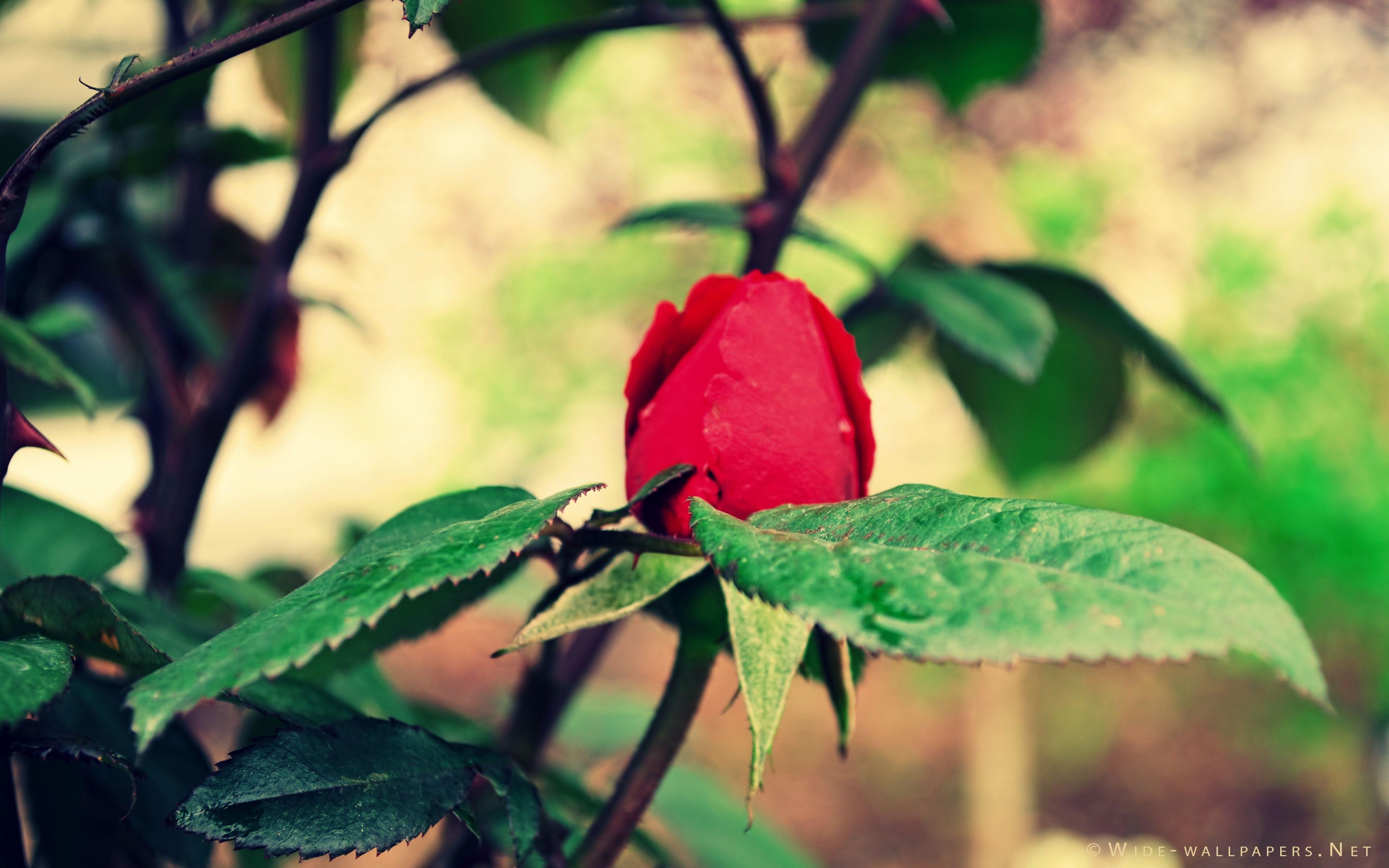 3840x2400 Red Rose Bud Nostalgic Widescreen Wallpaper. Wide