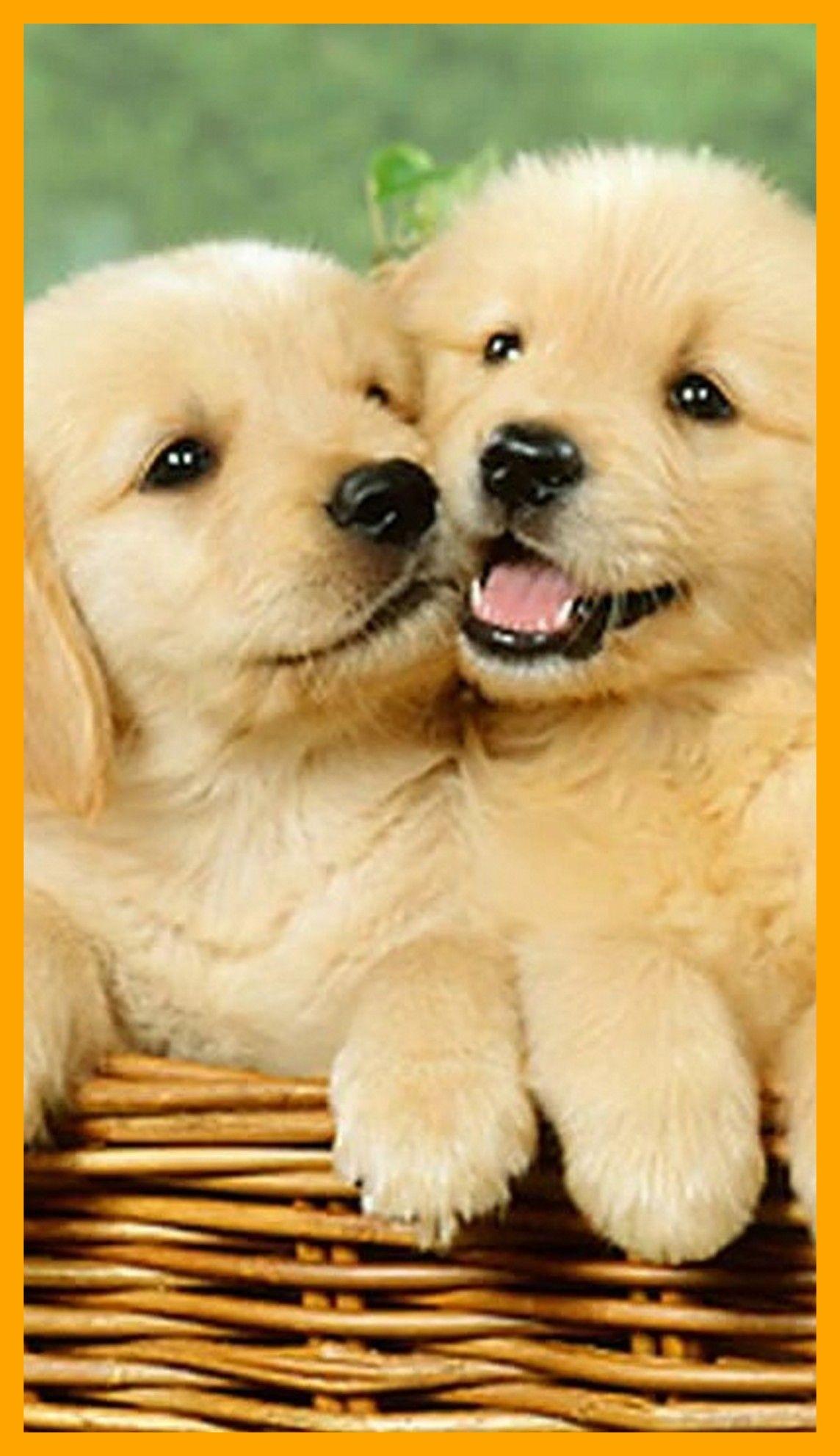 1144x1984 Doggy Wallpaper