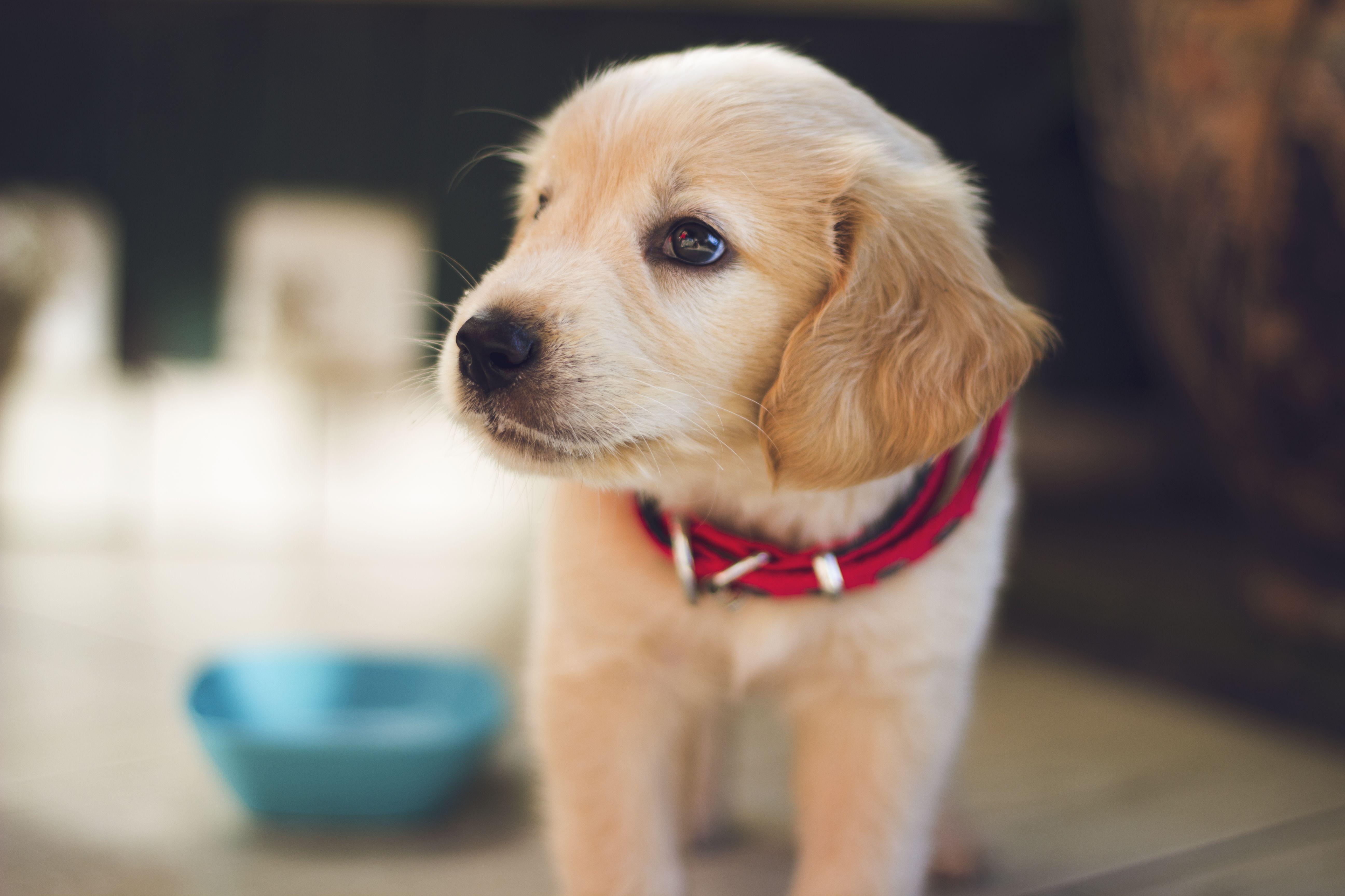 Puppy Laptop Wallpapers - Top Free Puppy Laptop Backgrounds ...
