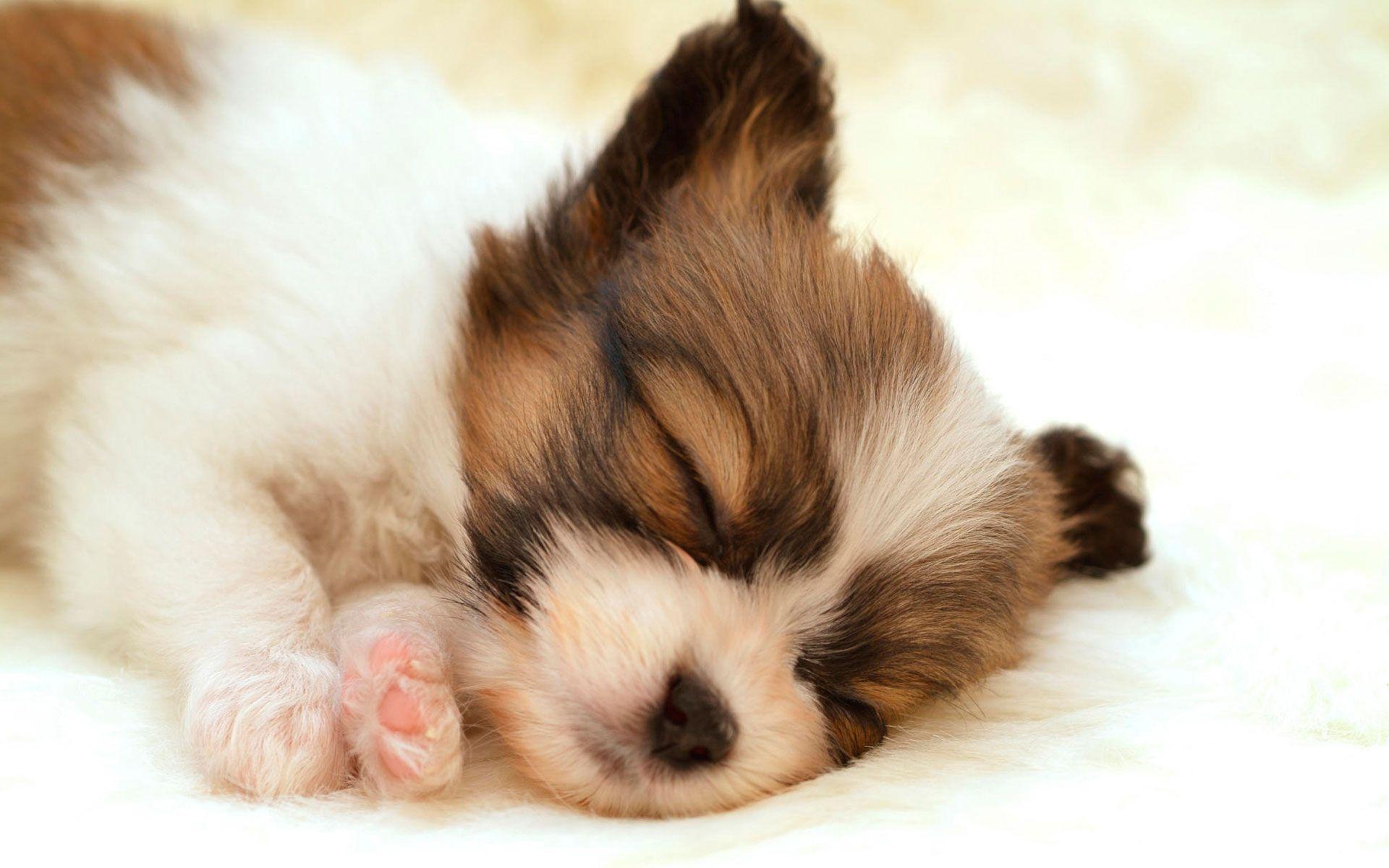 1920x1200 Puppy Wallpaper