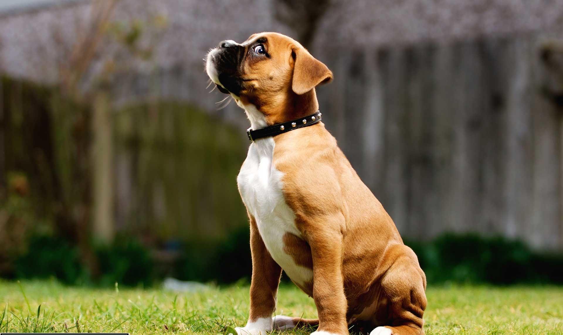 1920x1143 Boxer Dog Wallpaper
