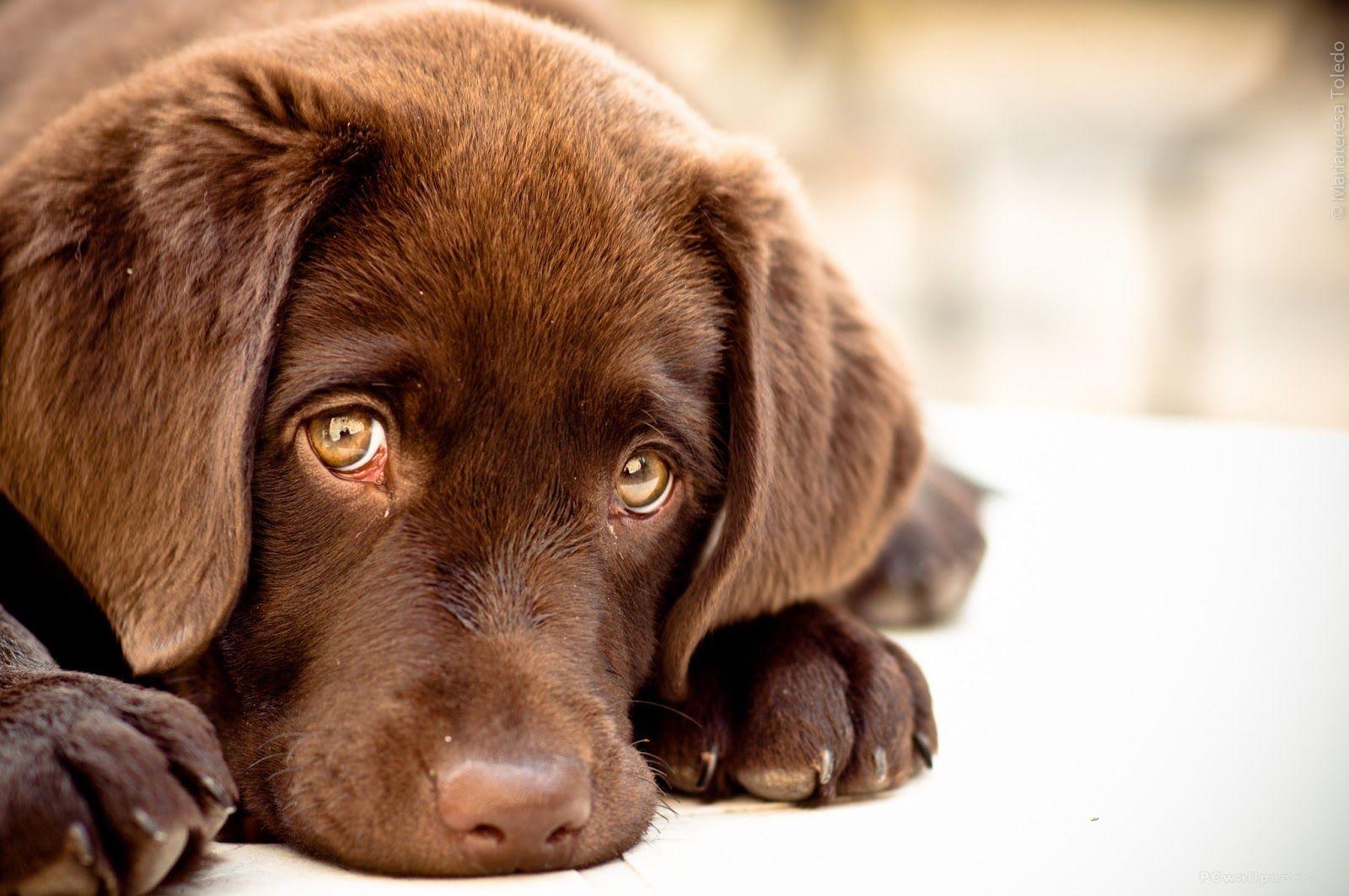 1600x1063 Ilmu Pengetahuan 10: Dog Image HD 1080p