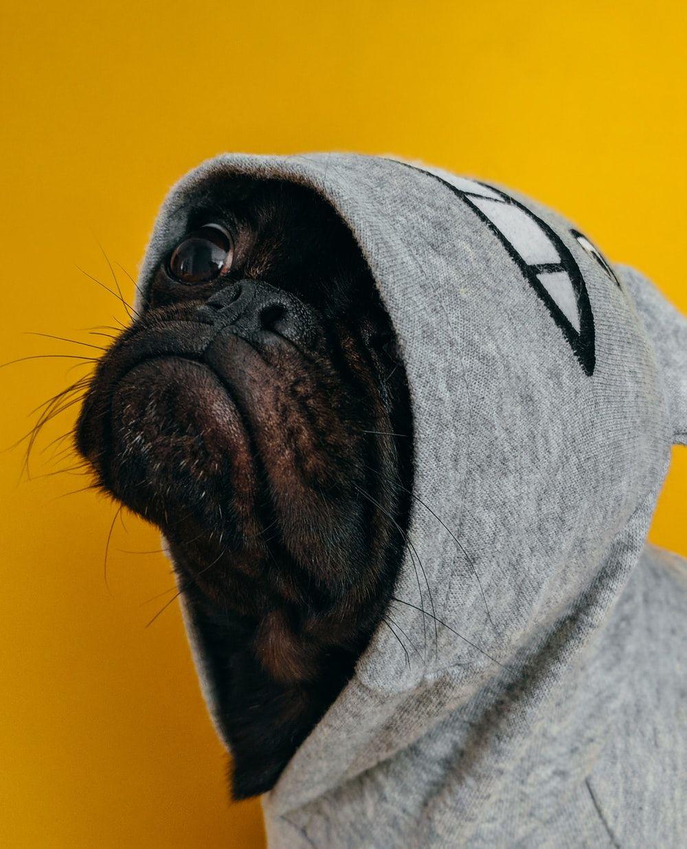 1000x1236 Dog Picture. Download Free Image