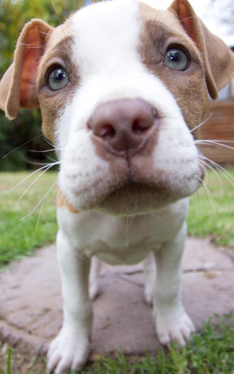 800x1280 Pitbull Dog Live Wallpaper for Android