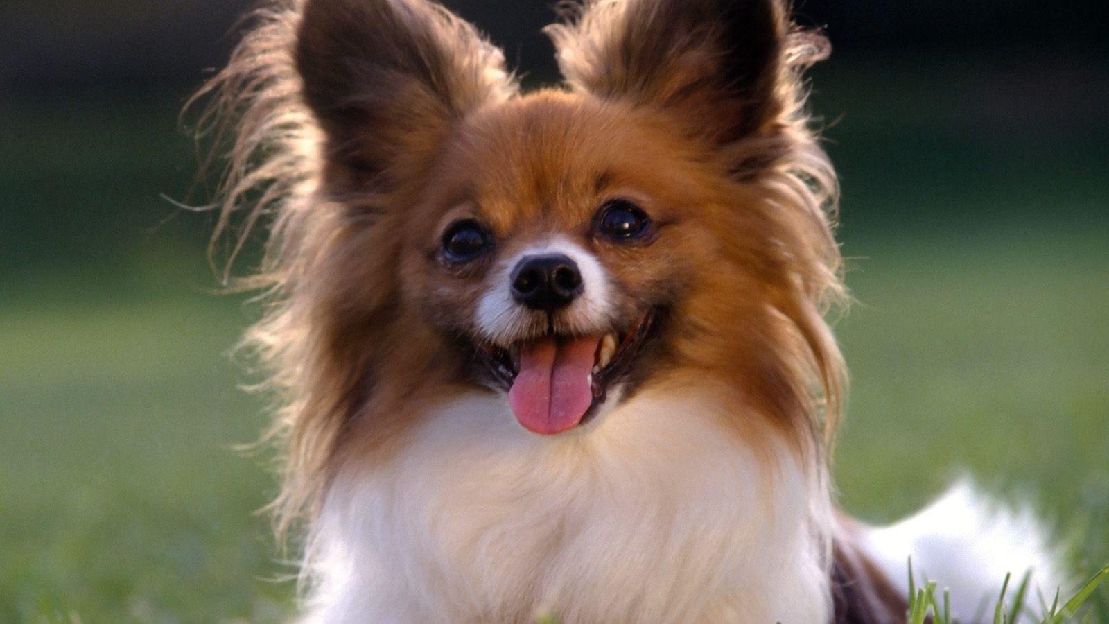 1600x900 Free download Cute Puppy Dog Wallpaper Desktop Background