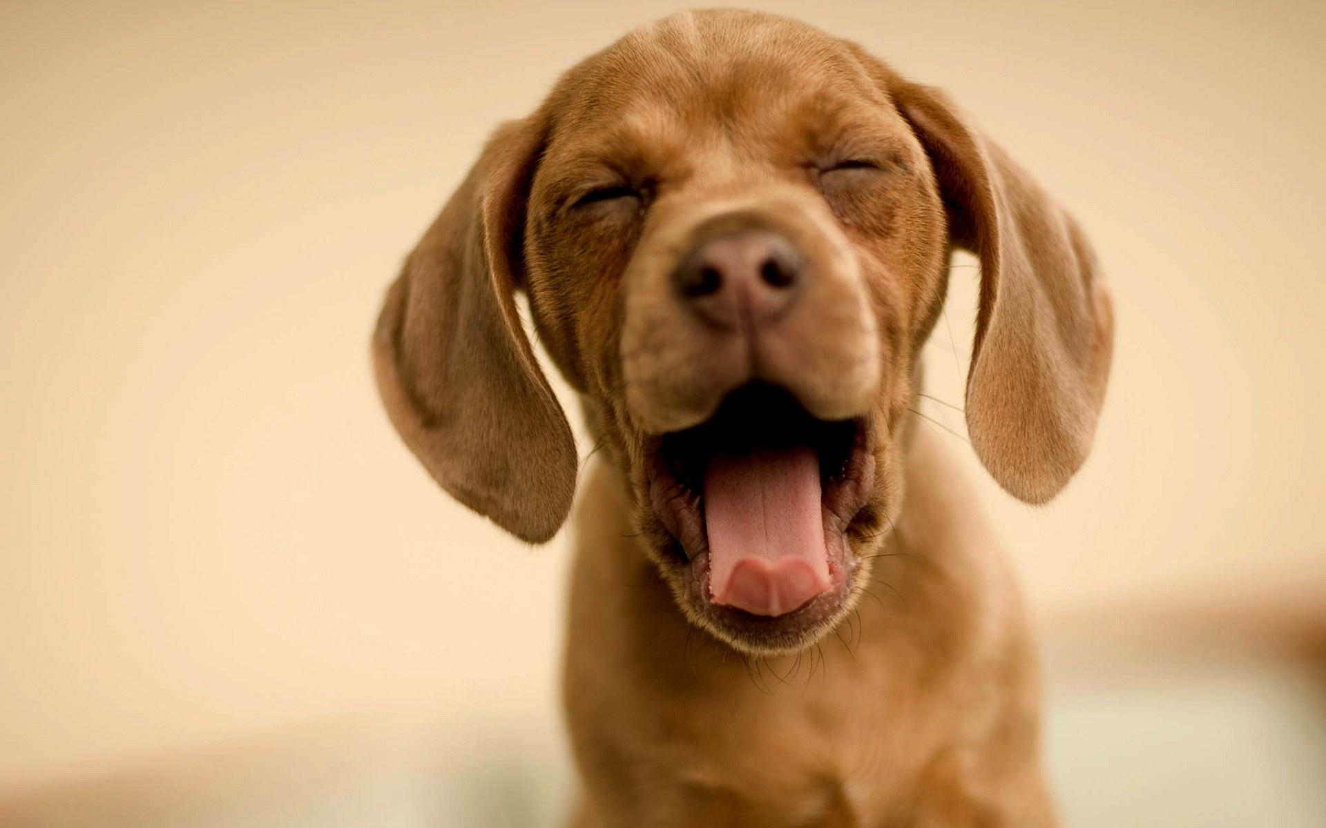 1920x1200 Wallpaper, doggy, funny, background, desktop, dog