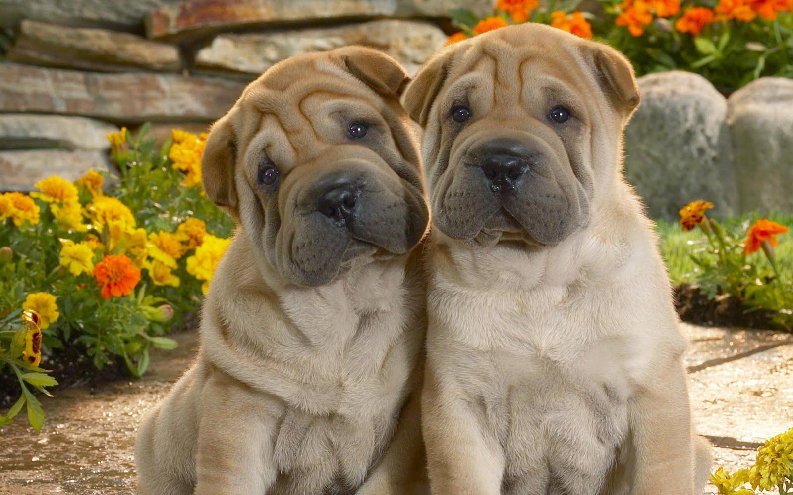 1600x1000 Funny Dog Wallpaper