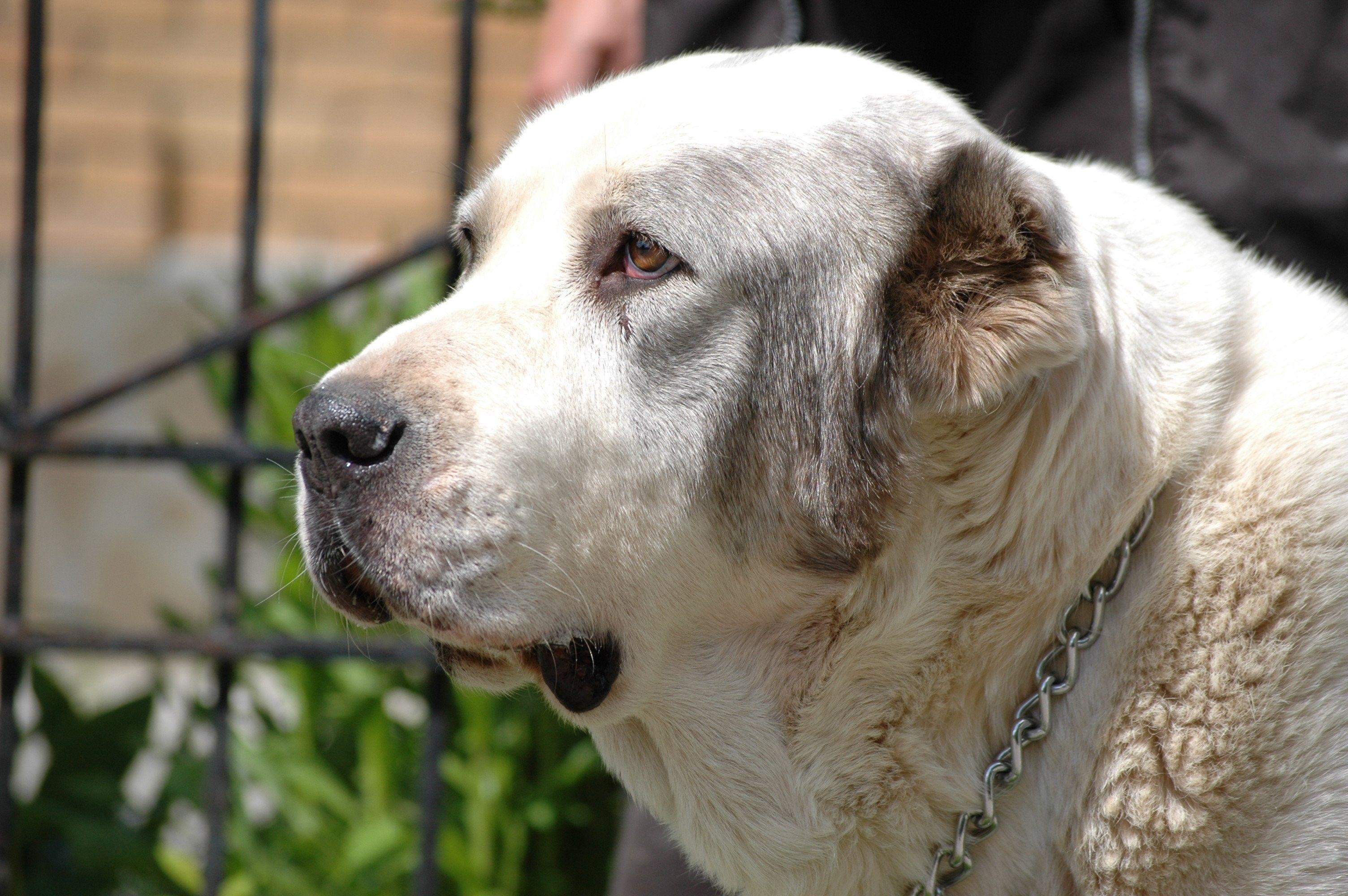 3008x2000 Shepherd, Central, dogs, Doggy, Pet Image, Wallpaper Animals, Dog