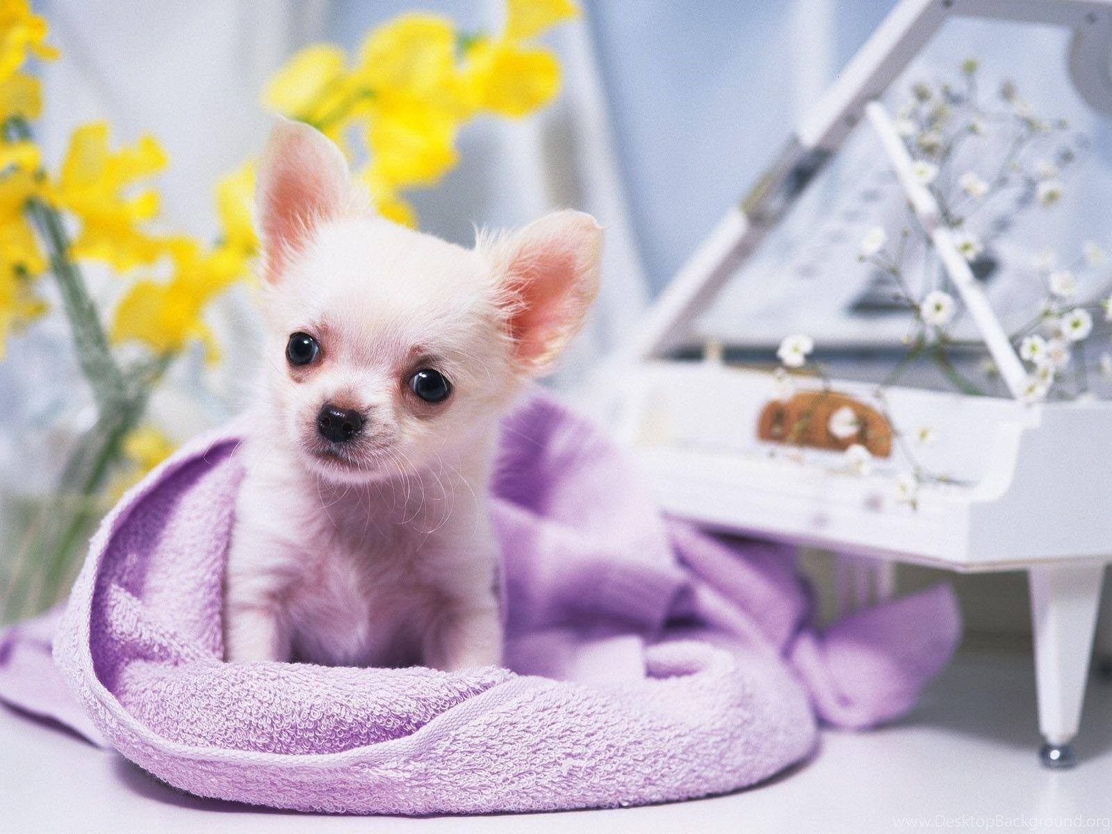 1600x1200 Piano Doggy Wallpaper And Image Wallpaper, Picture, Photo