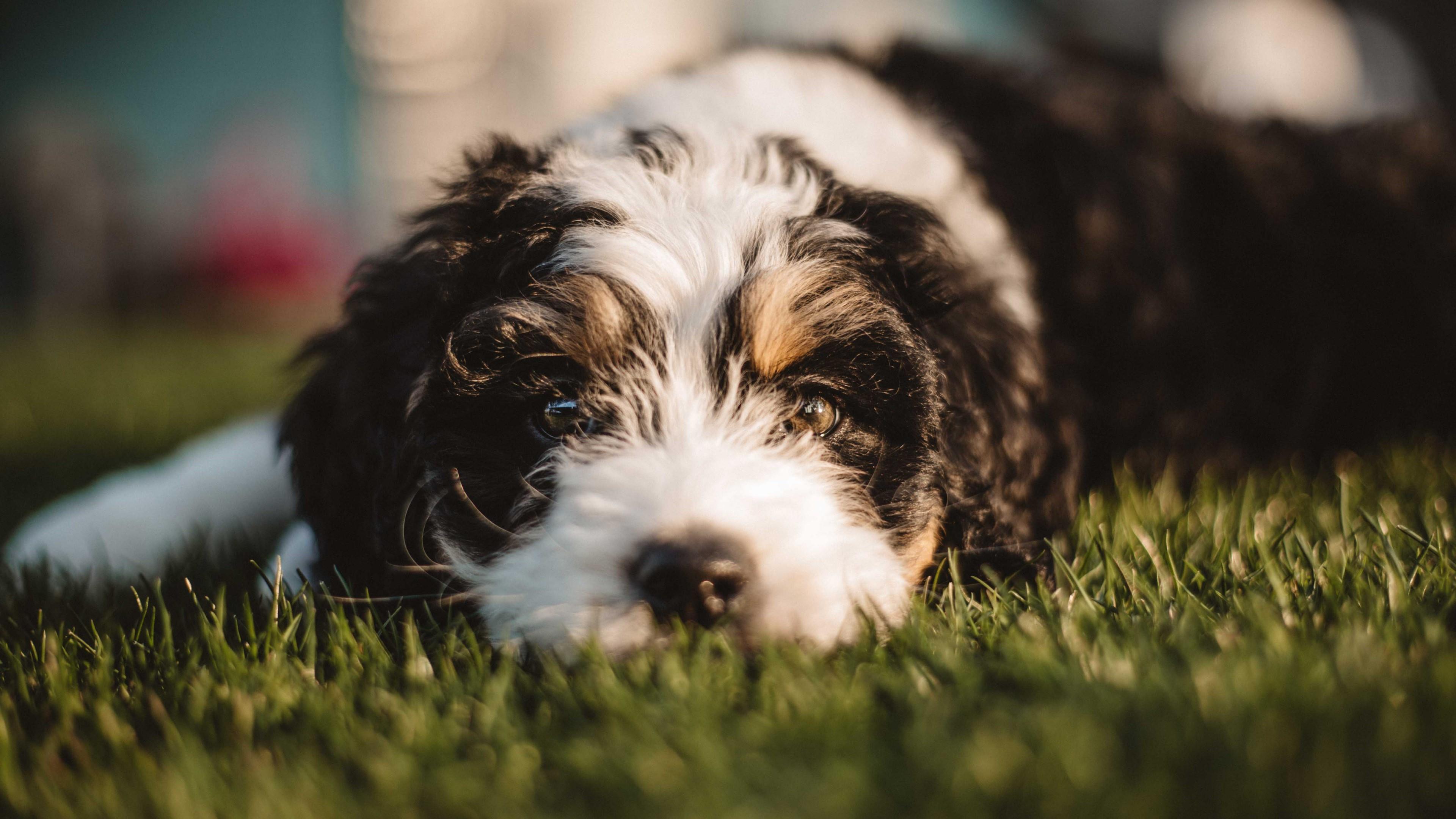 3840x2160 Doggy Wallpaper