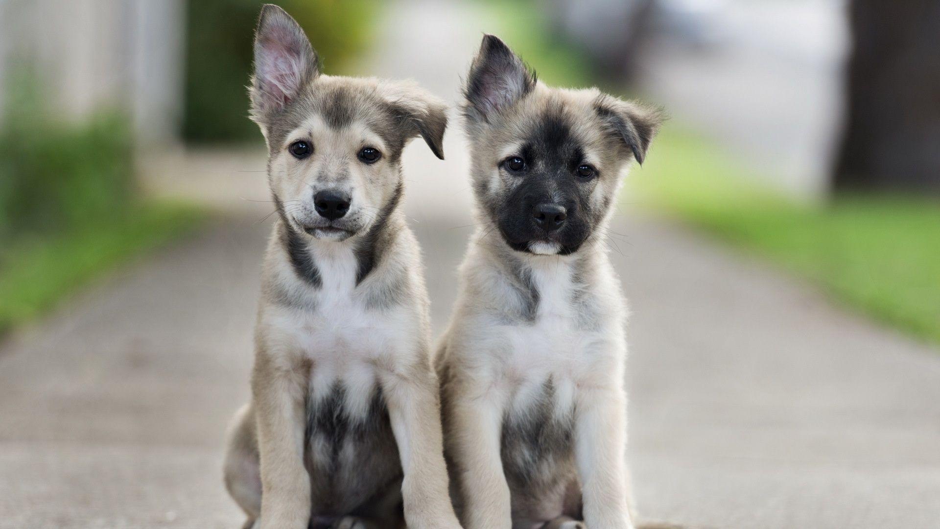1920x1080 Puppy Wallpaper 45889 1920x1080px