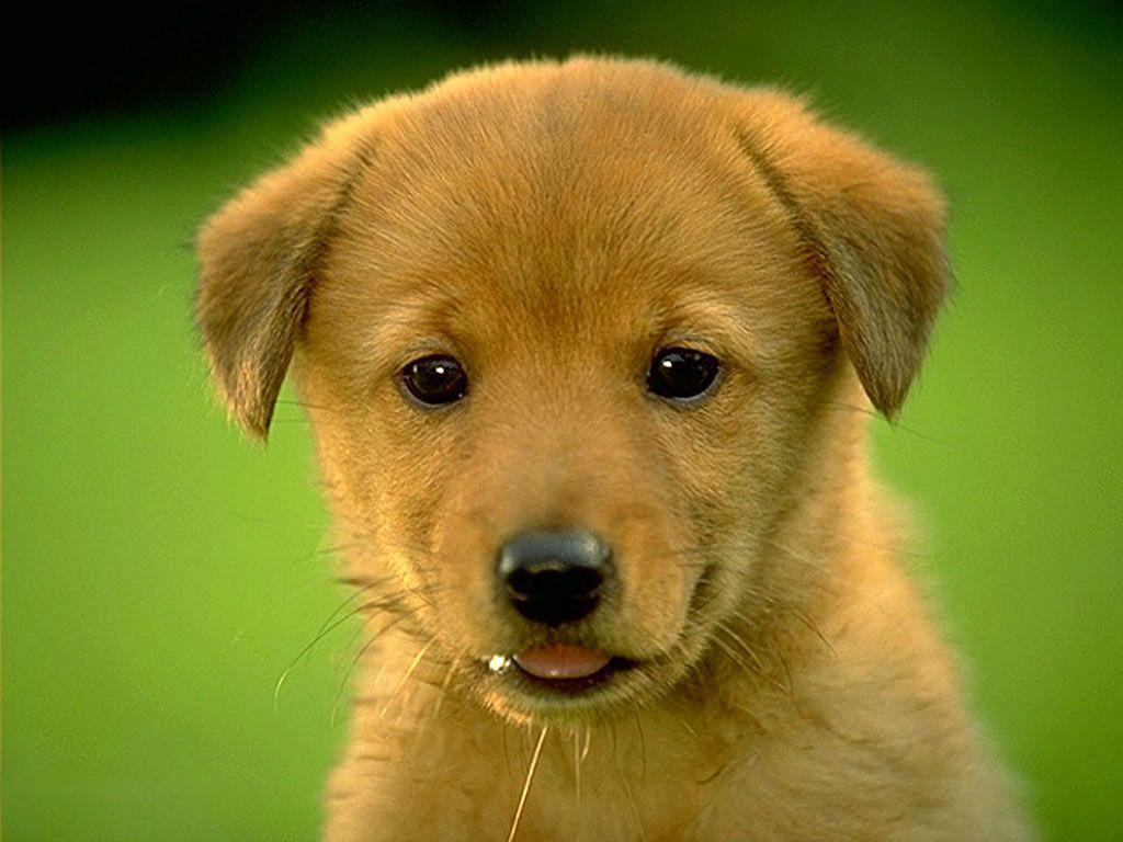 Doggy Wallpapers Top Free Doggy Backgrounds