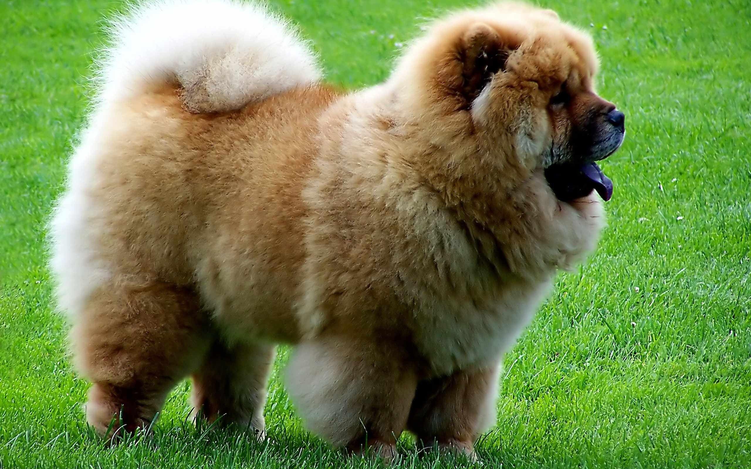 2560x1600 Chow, Chow, Dog, HD, Wallpaper, For, Desktop, Full, Free, Doggy