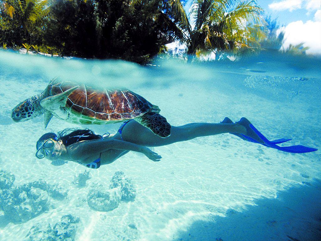 1024x768 Bora Bora Swimming with Sea Turtles Wallpaper Desktop HD (1024 x 768 ) Beach Wallpaper