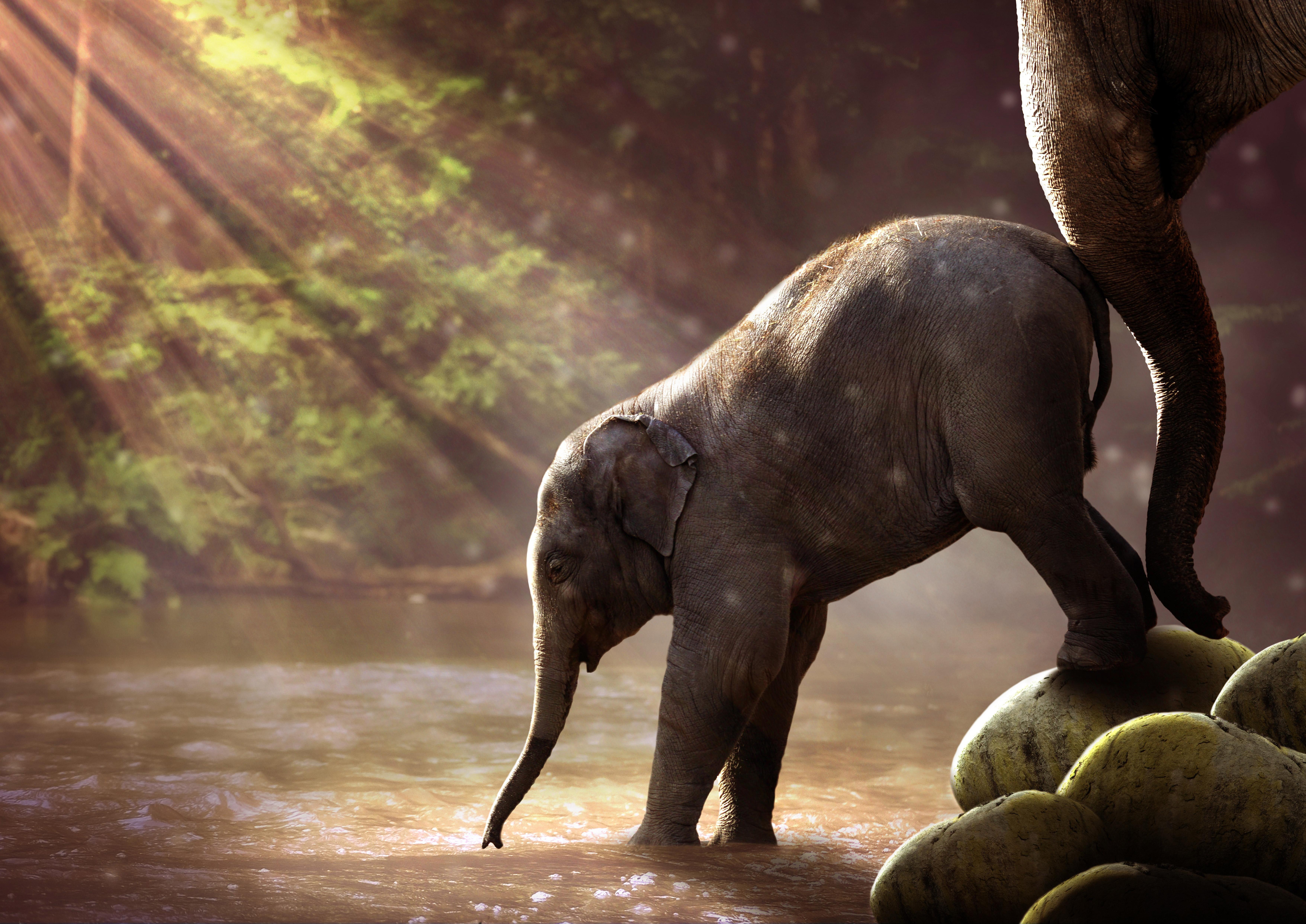 7022x4967 Baby Elephant Drinking Wallpaper