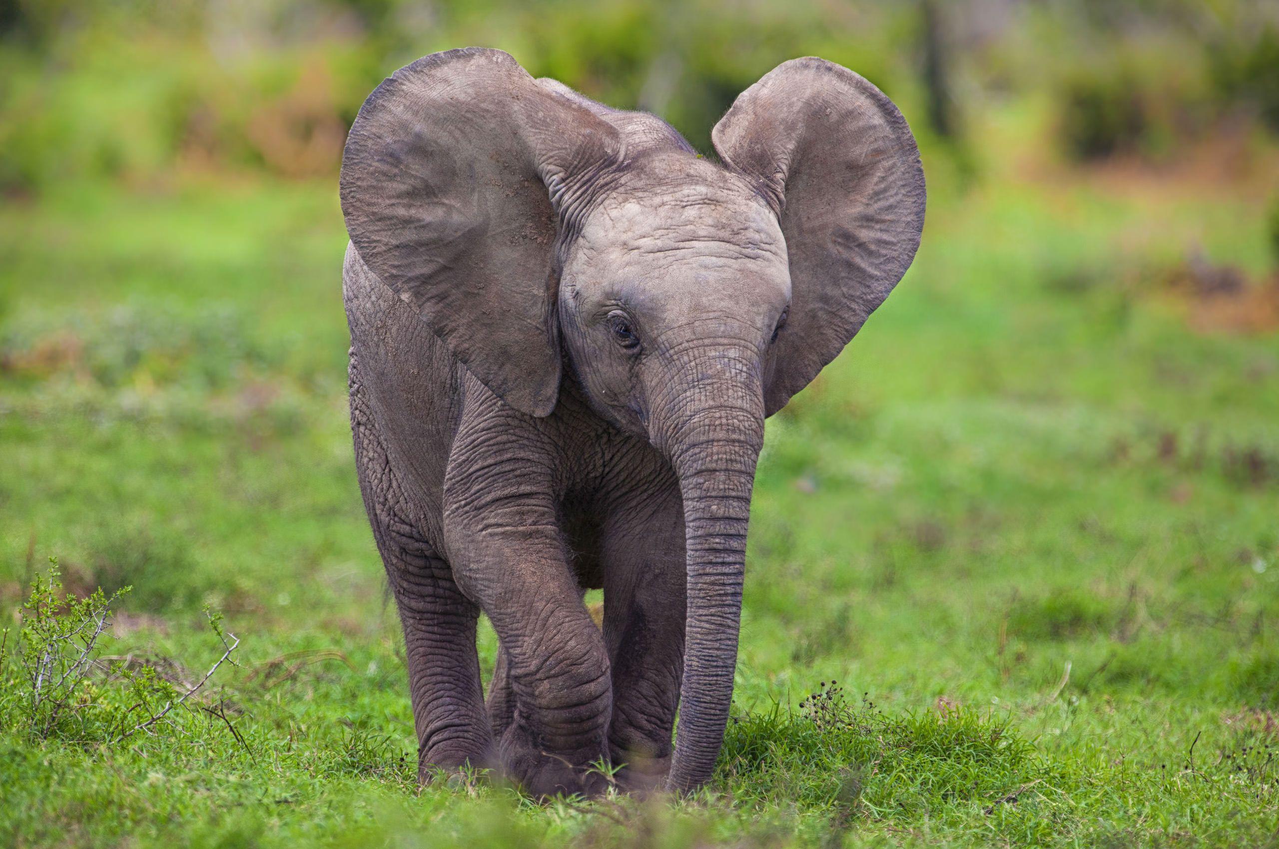 2560x1700 Baby Elephant Wallpaperx1700