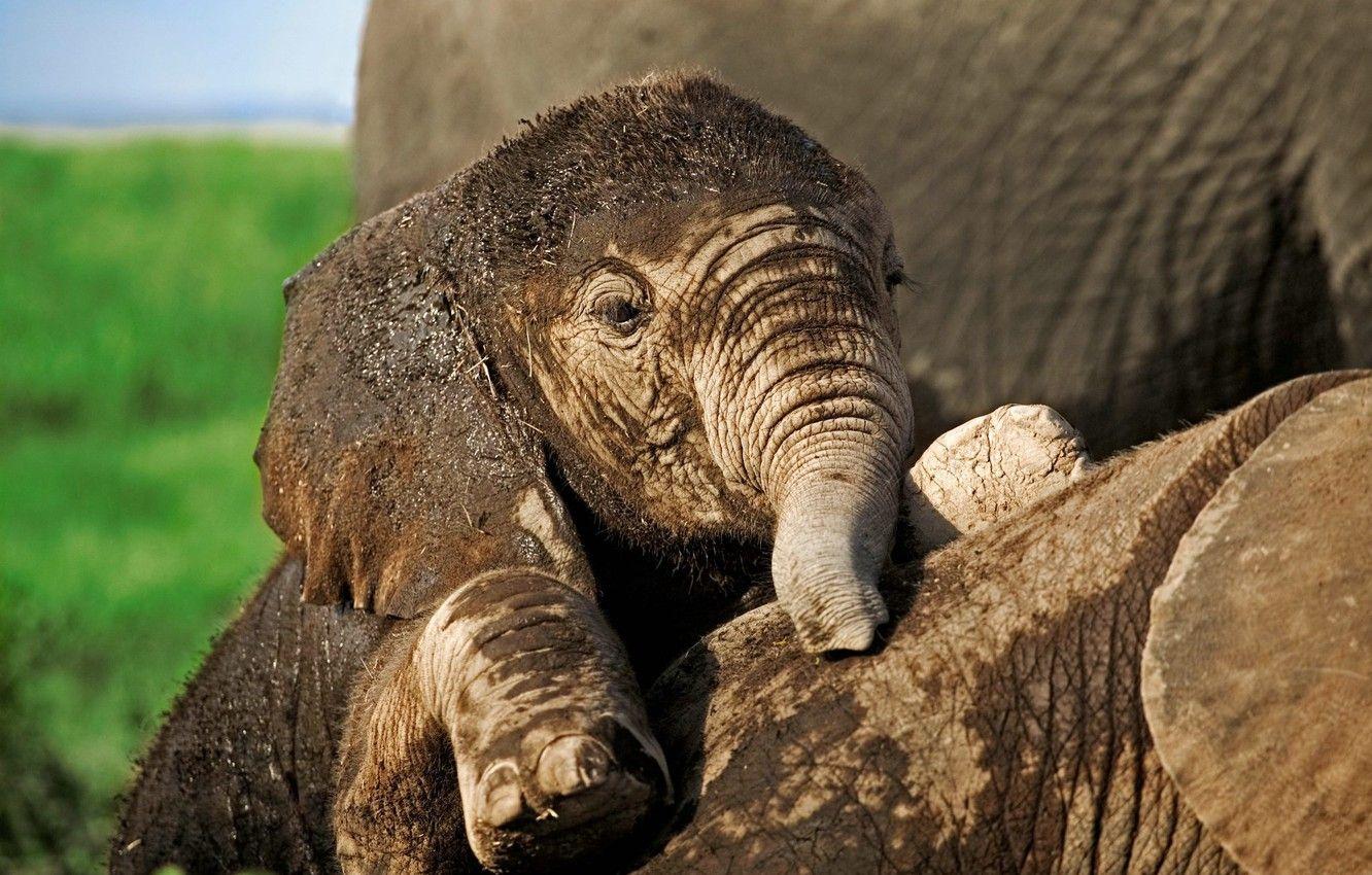1332x850 Wallpaper Africa, WWF, Elephant, Baby Elephant image for desktop, section животные