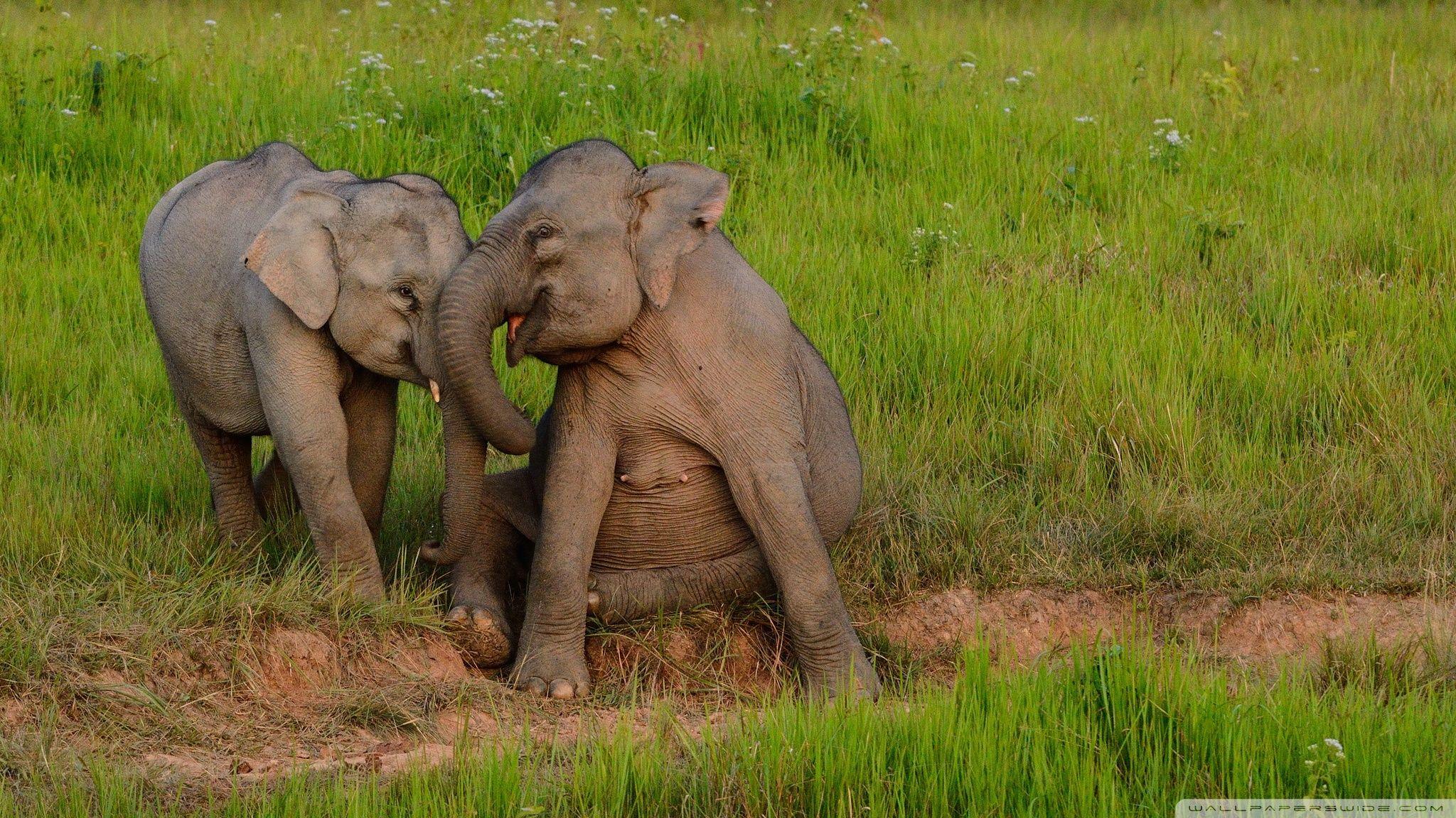 2048x1152 Baby Elephants Playing Ultra HD Desktop Background Wallpaper for 4K UHD TV : Widescreen & UltraWide Desktop & Laptop : Tablet