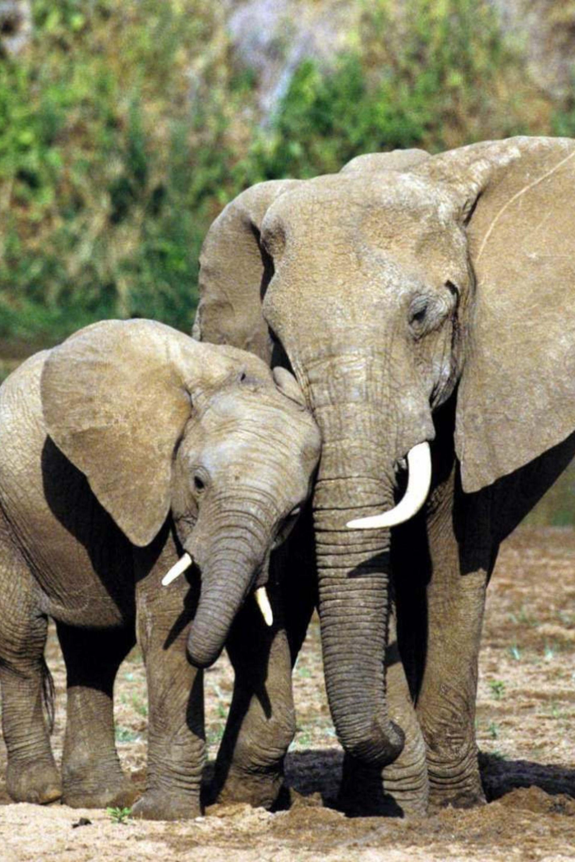 1920x2880 Elephant Wallpaper. Elephant wallpaper