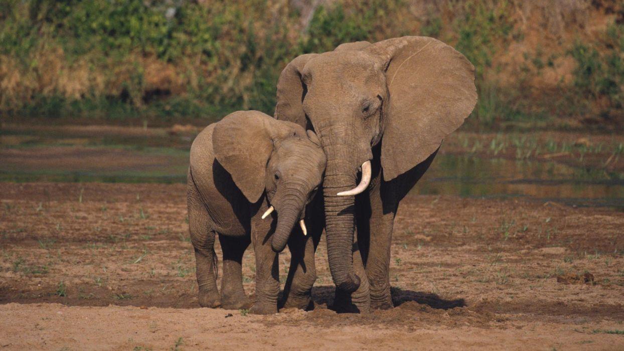 1244x700 Animals national elephants African Kenya baby elephant baby