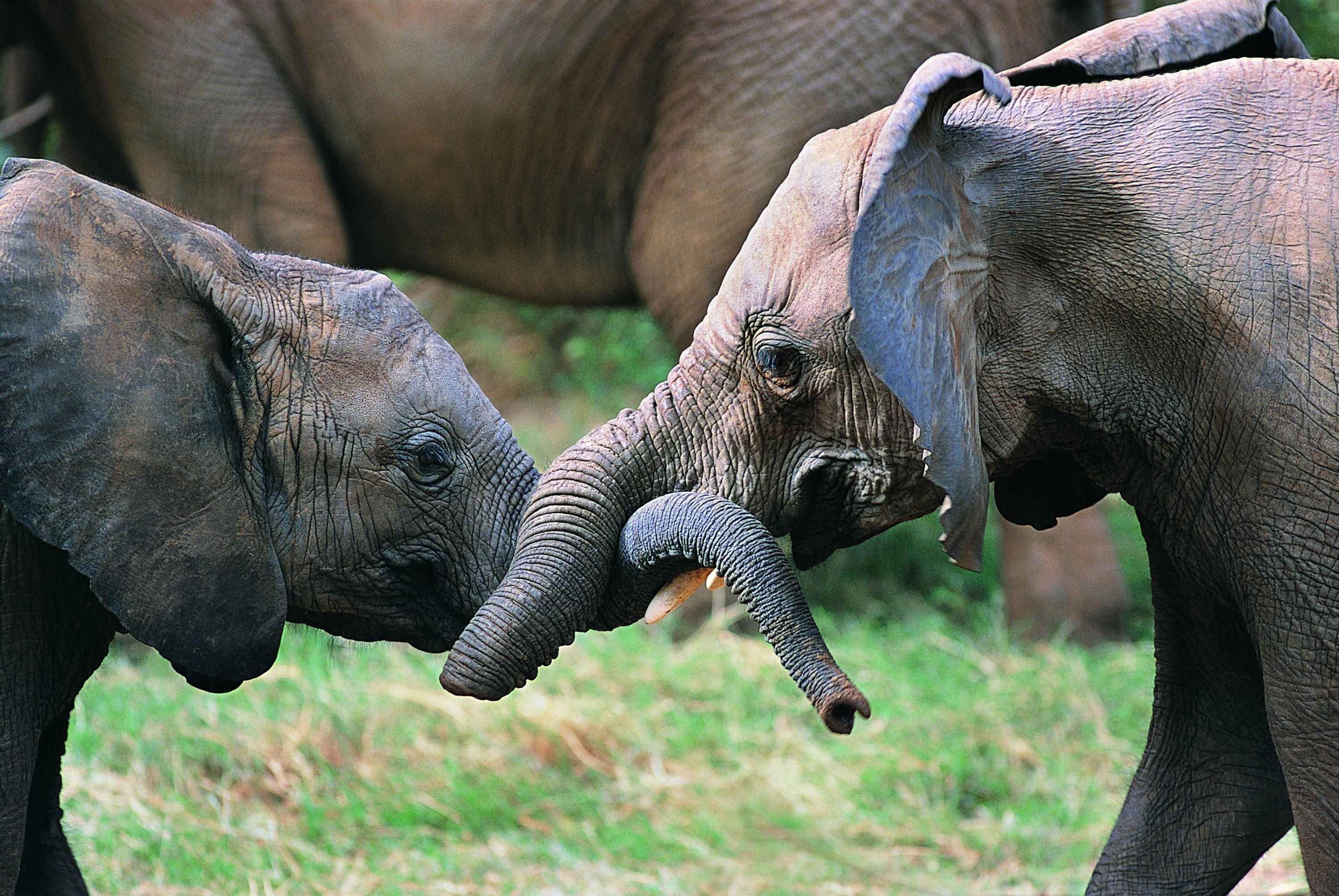 3000x2008 [ Baby Elephant Wallpaper ]. Tusk Books Media Nicole Godwin