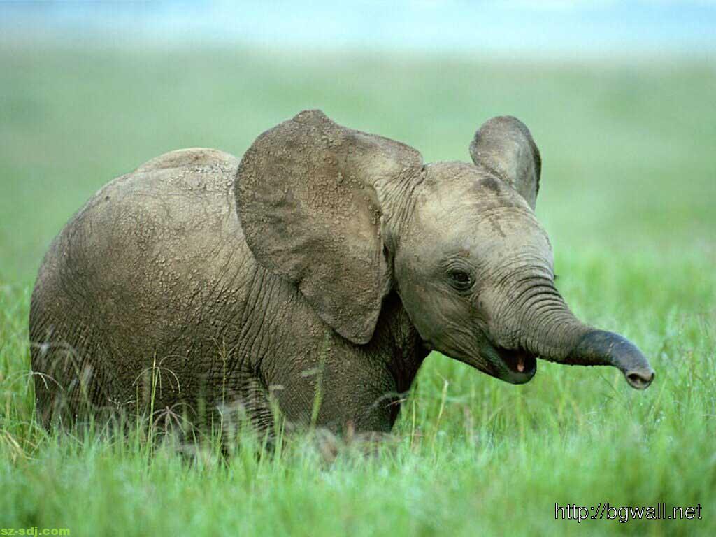 1024x768 Baby Elephants Desktop Wallpaper
