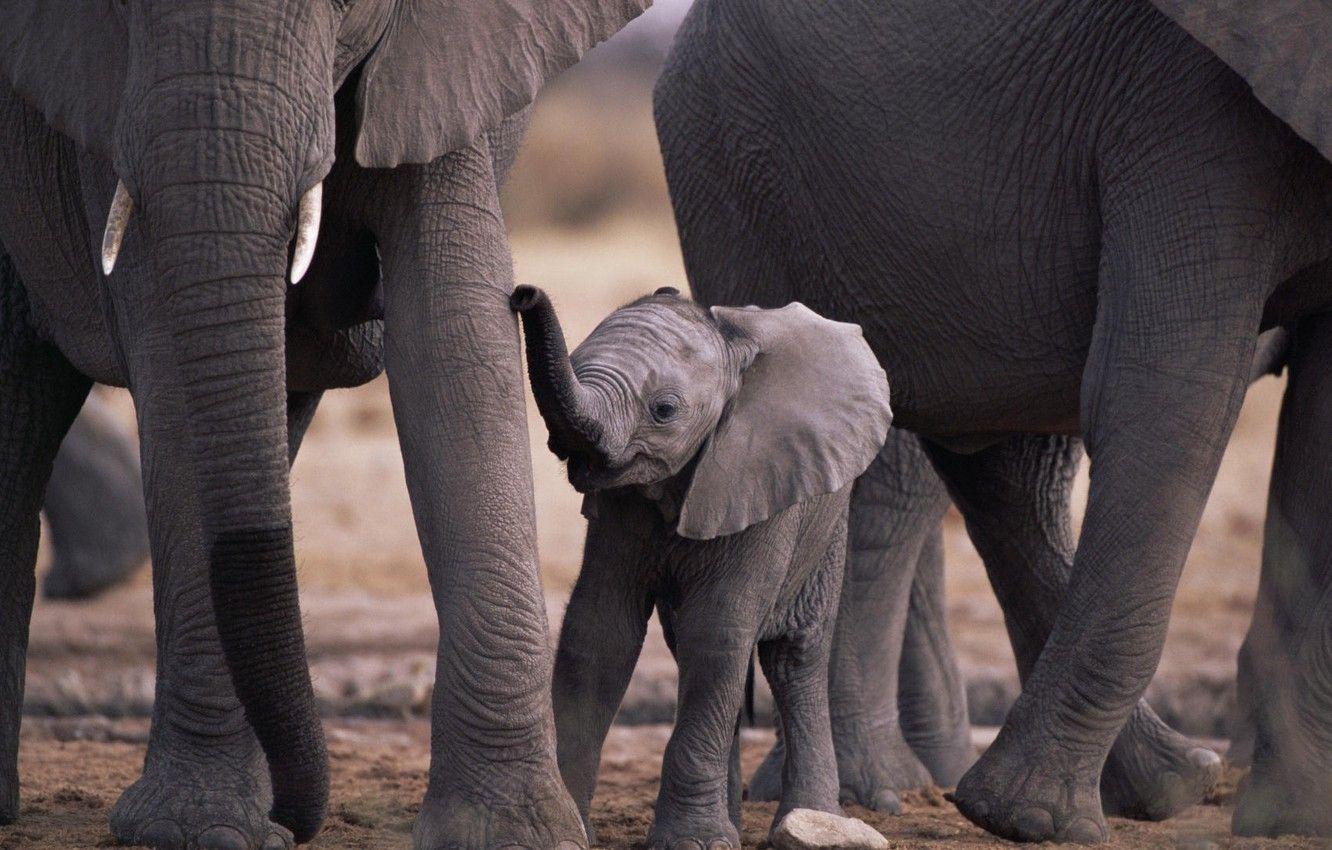 1332x850 Wallpaper animals, nature, baby, elephants, mom, animals, elephants image for desktop, section животные