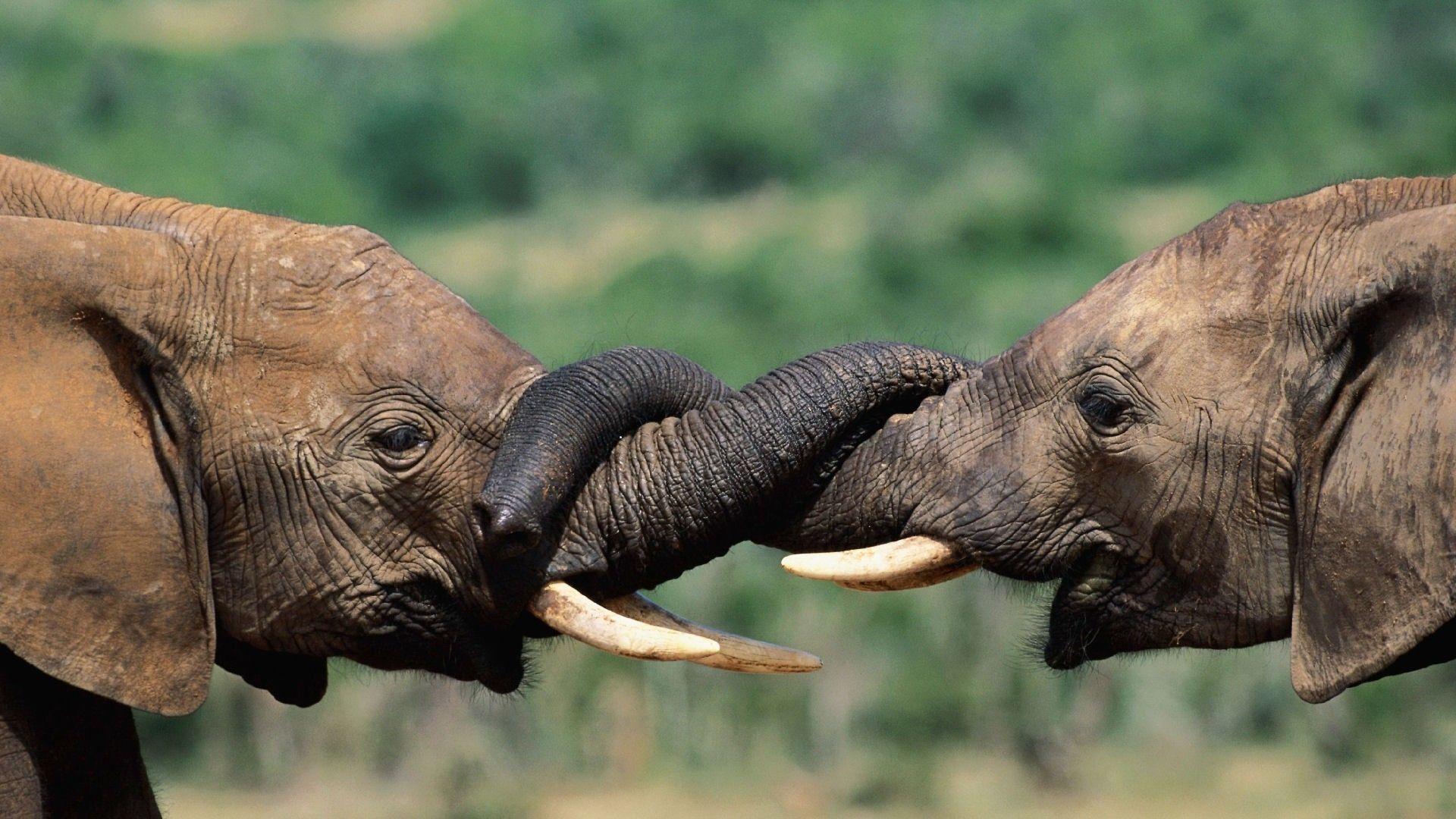 1920x1080 Elephant Desktop Background