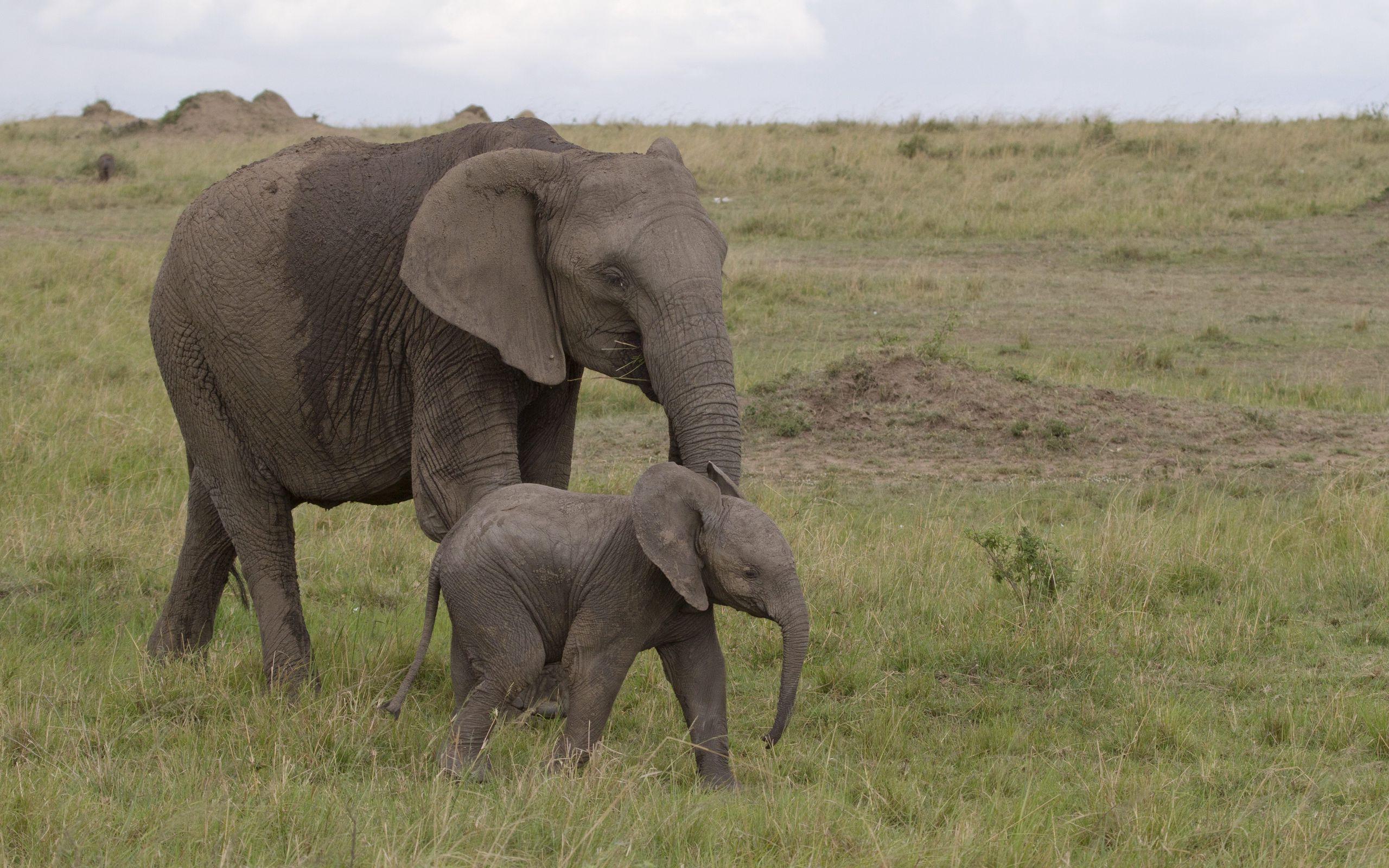 2560x1600 Download wallpaper 2560x1600 elephant, baby elephant, love, africa
