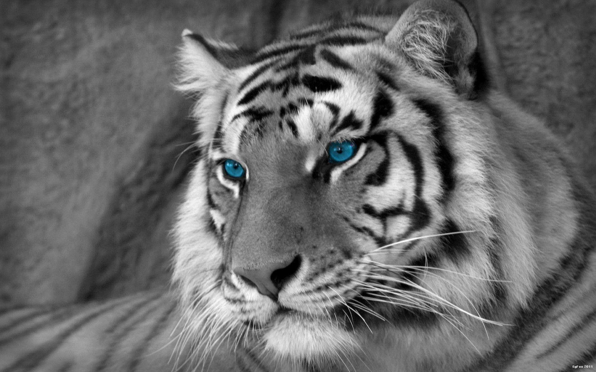 1920x1200 White Tiger Wallpaper HD