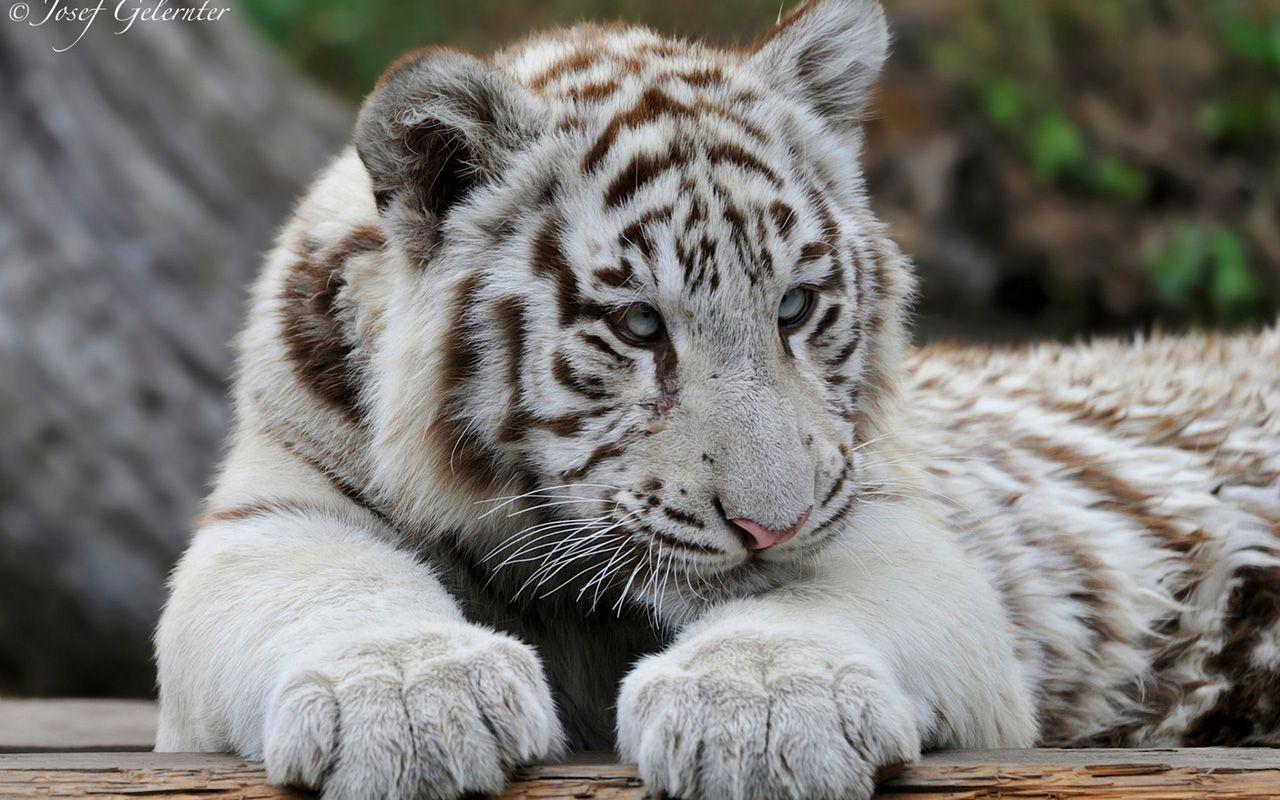 1280x800 Baby White Tiger Wallpaper