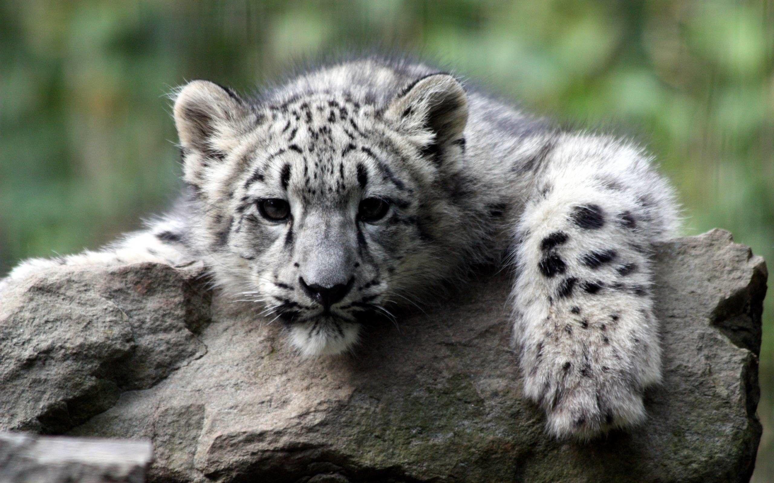 2560x1600 Baby White Tiger Wallpaper