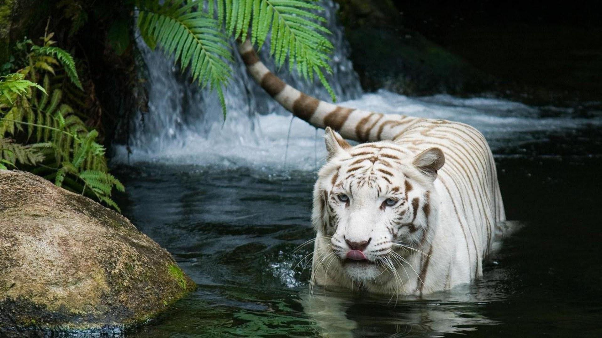 1920x1080 Free download Baby White Tiger Wallpaper wallpaper [1920x1080]